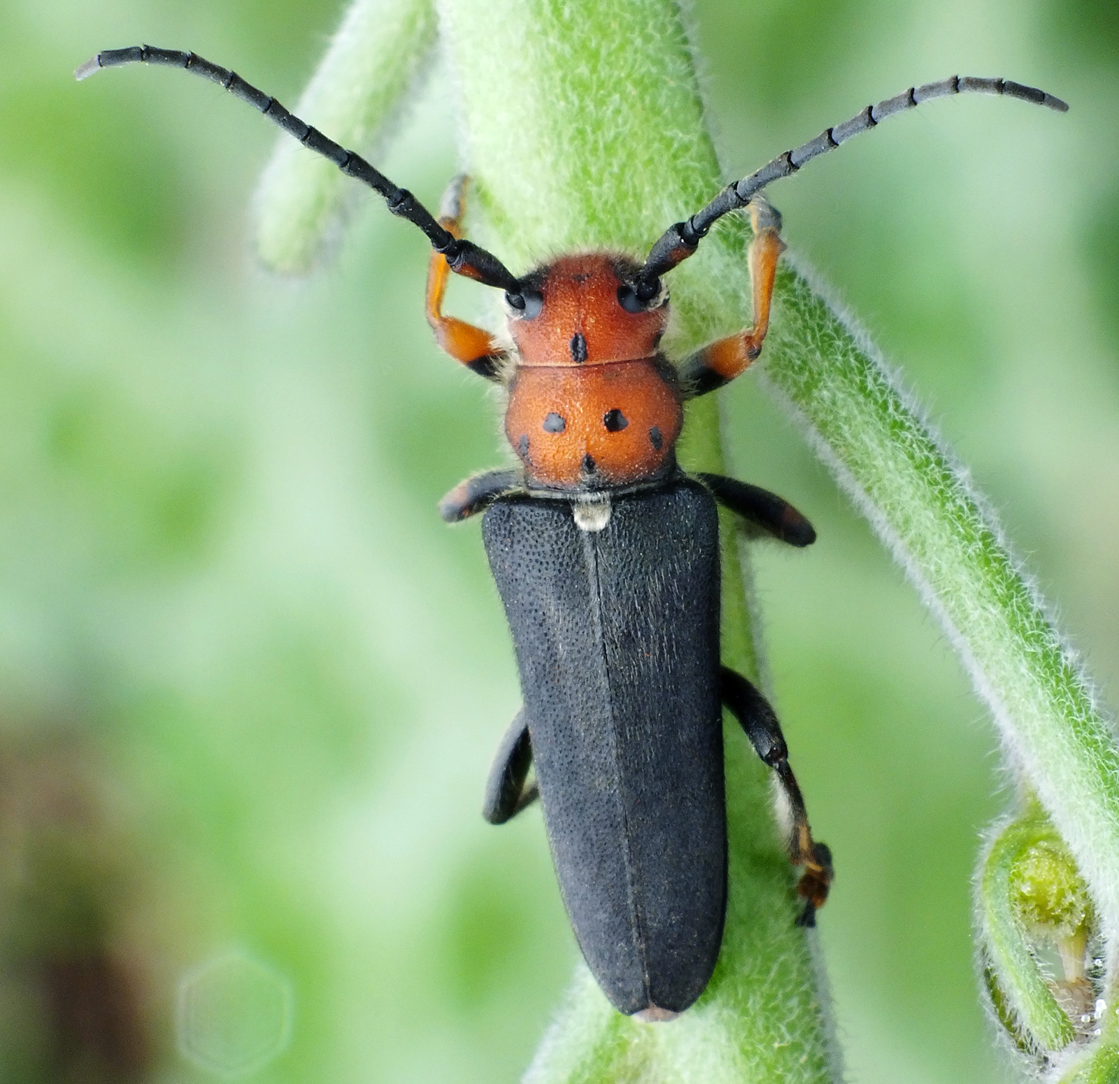 Phytoecia wachanrui