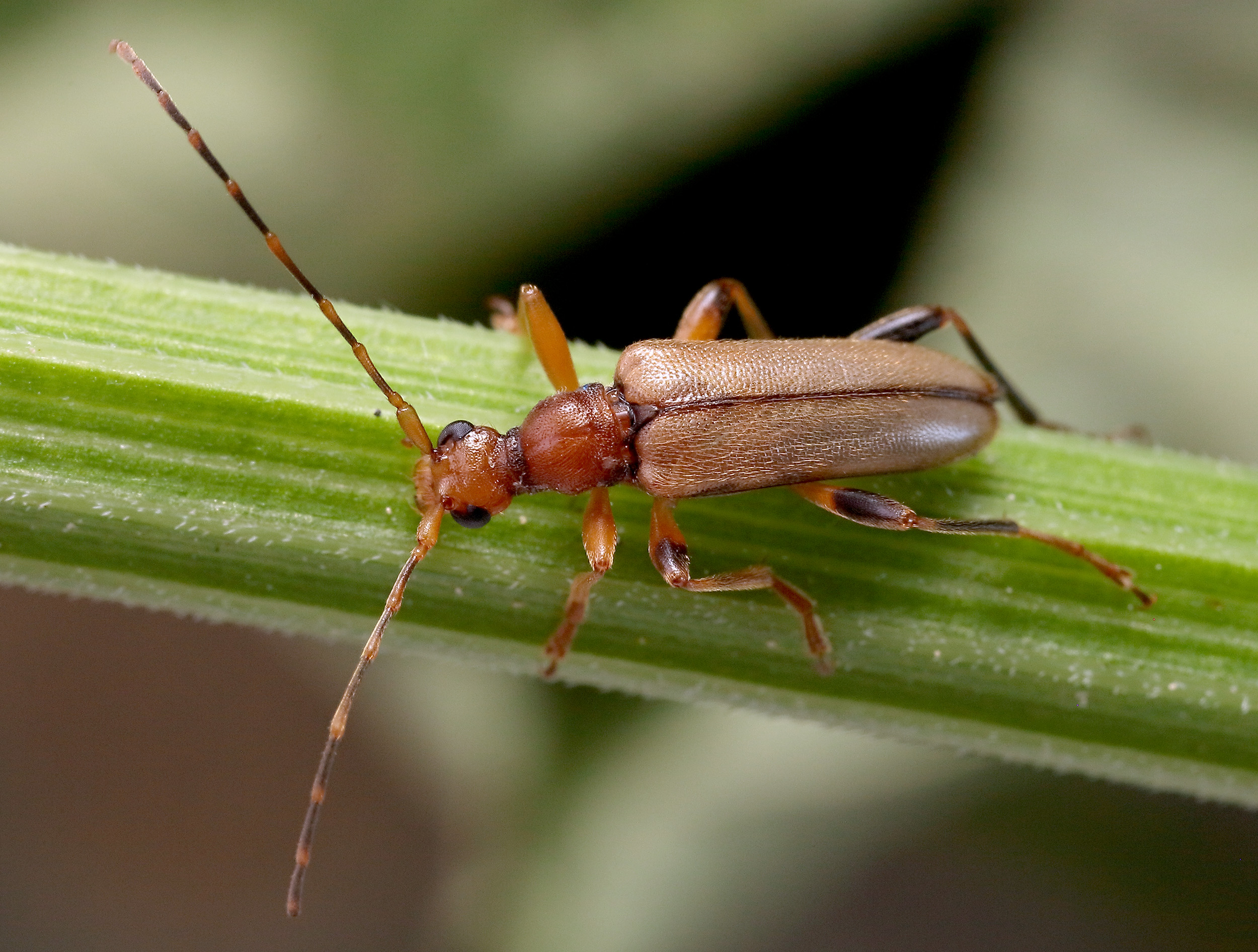 Pidonia lurida