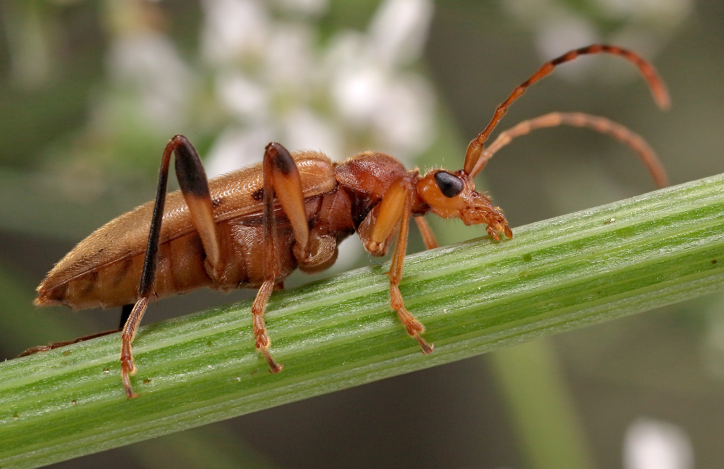 Pidonia lurida