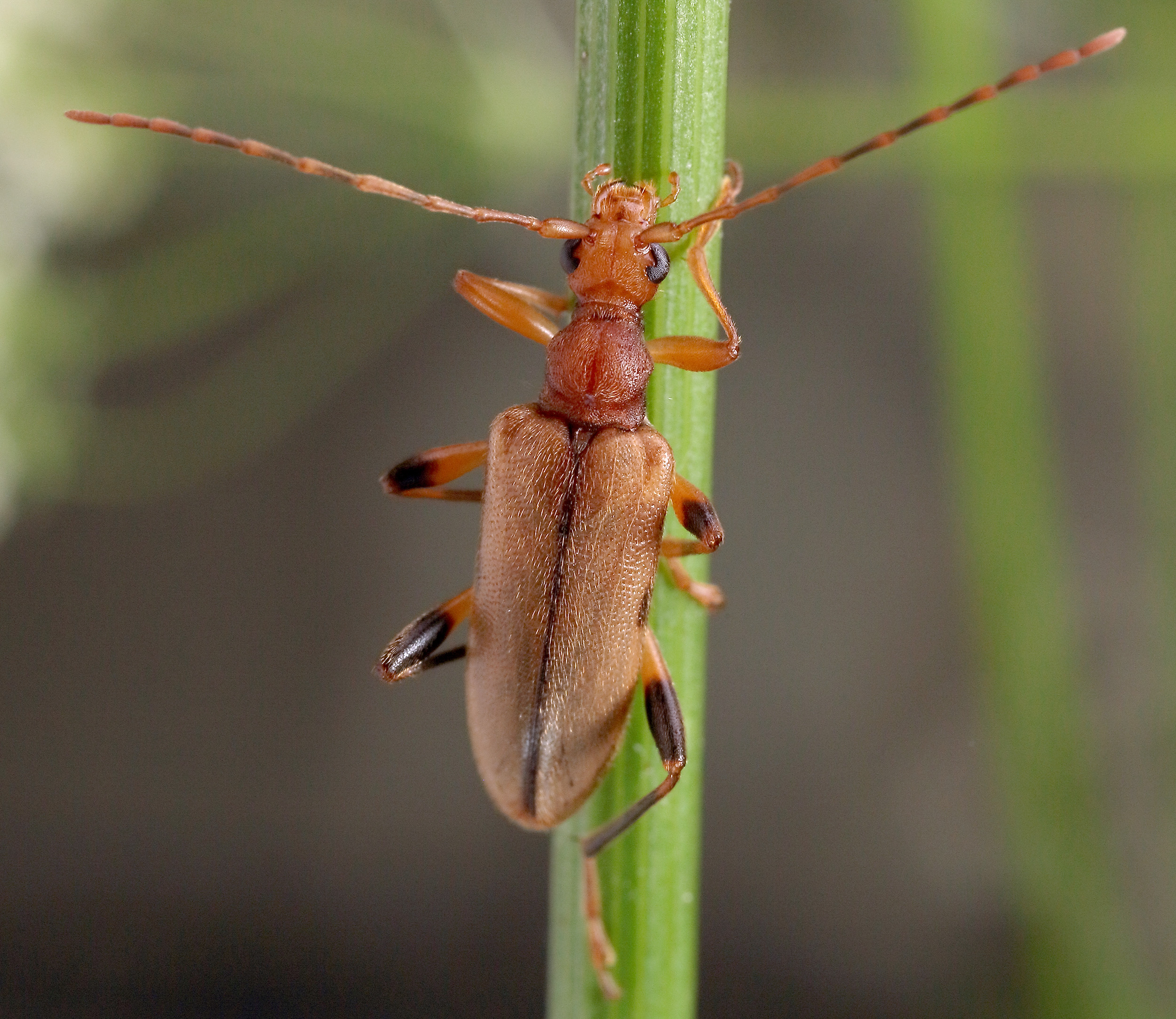 Pidonia lurida