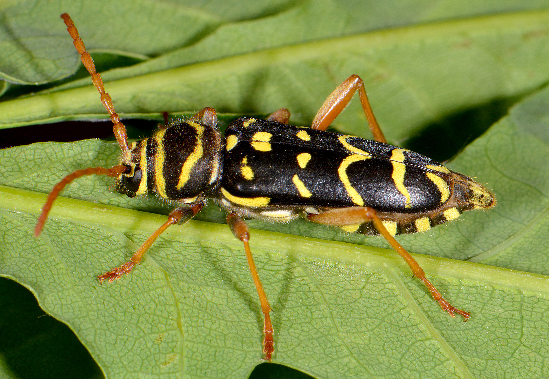 Plagionotus arcuatus arcuatus