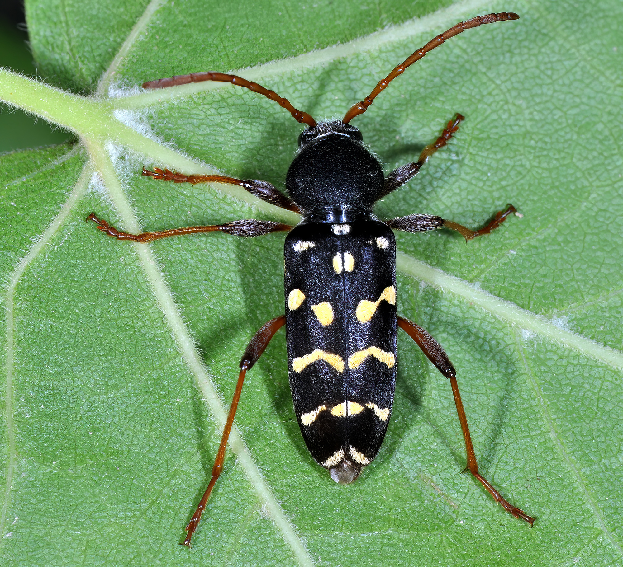 Plagionotus arcuatus multiinterruptus - female