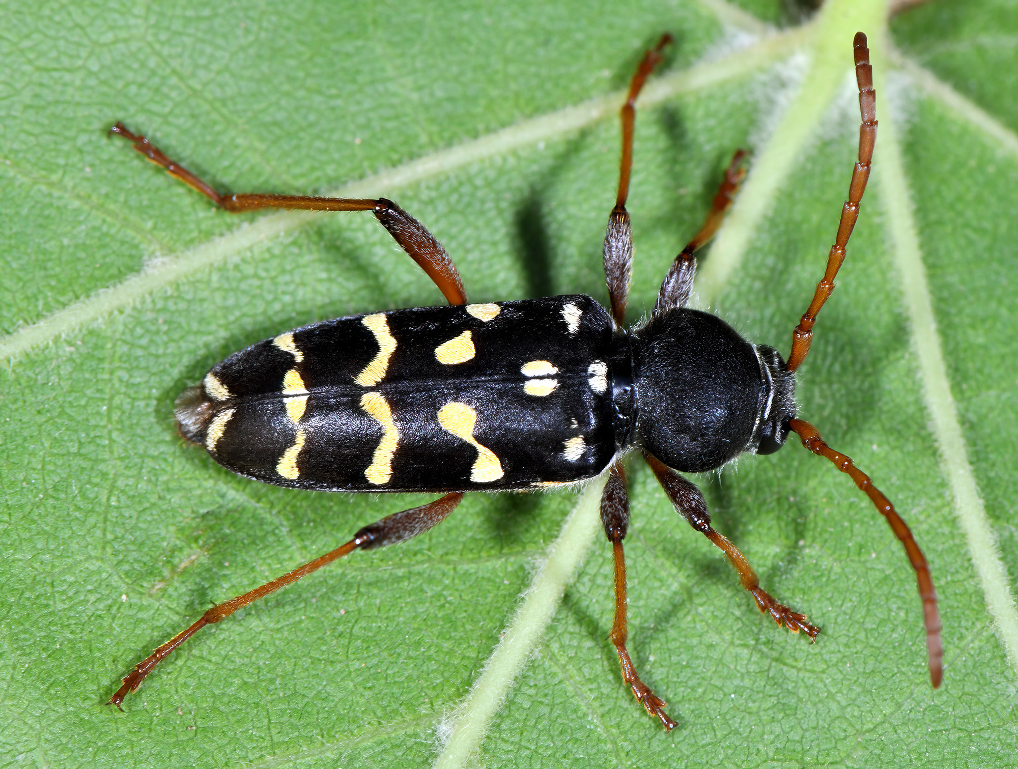 Plagionotus arcuatus multiinterruptus - female