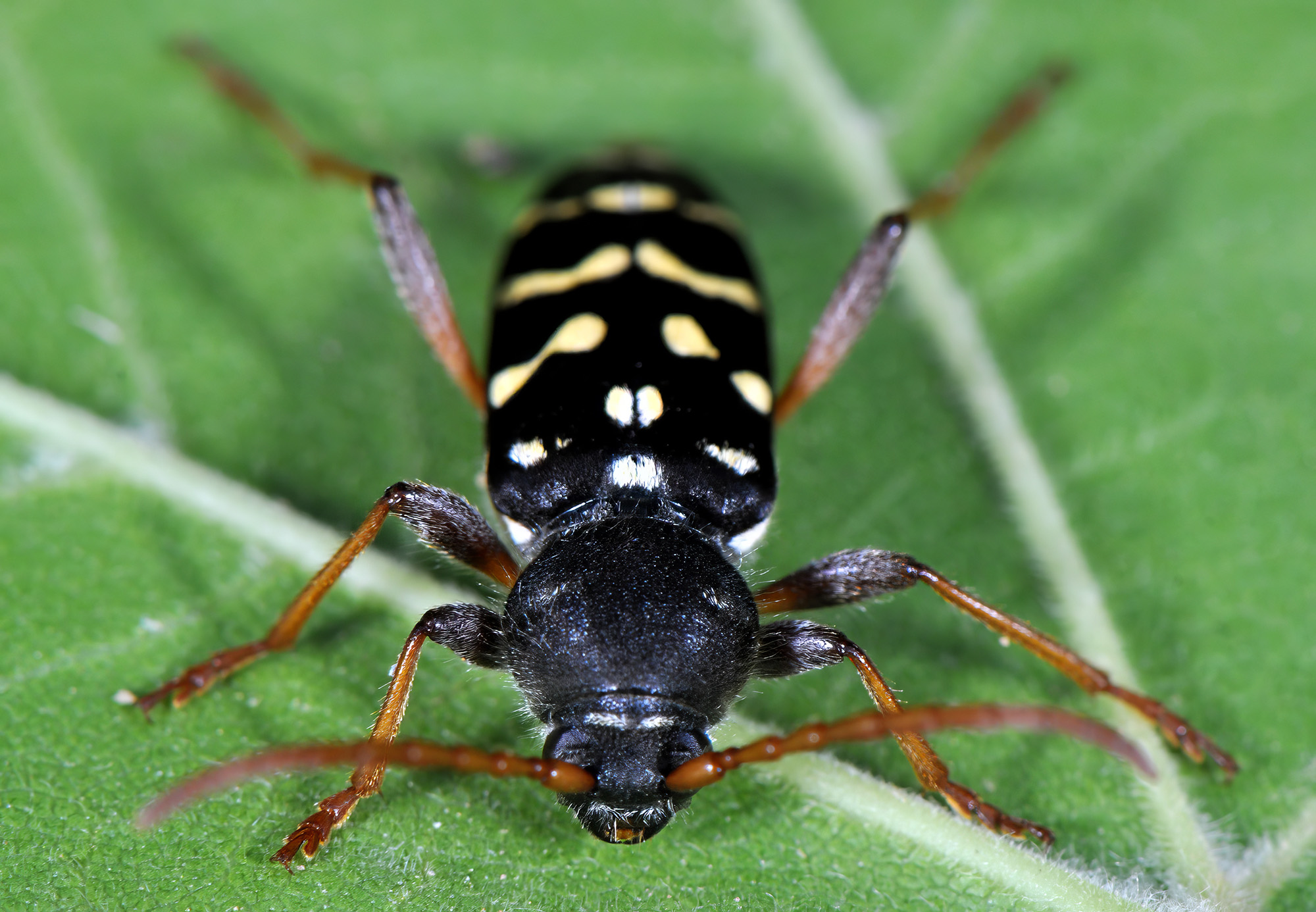 Plagionotus arcuatus multiinterruptus - female