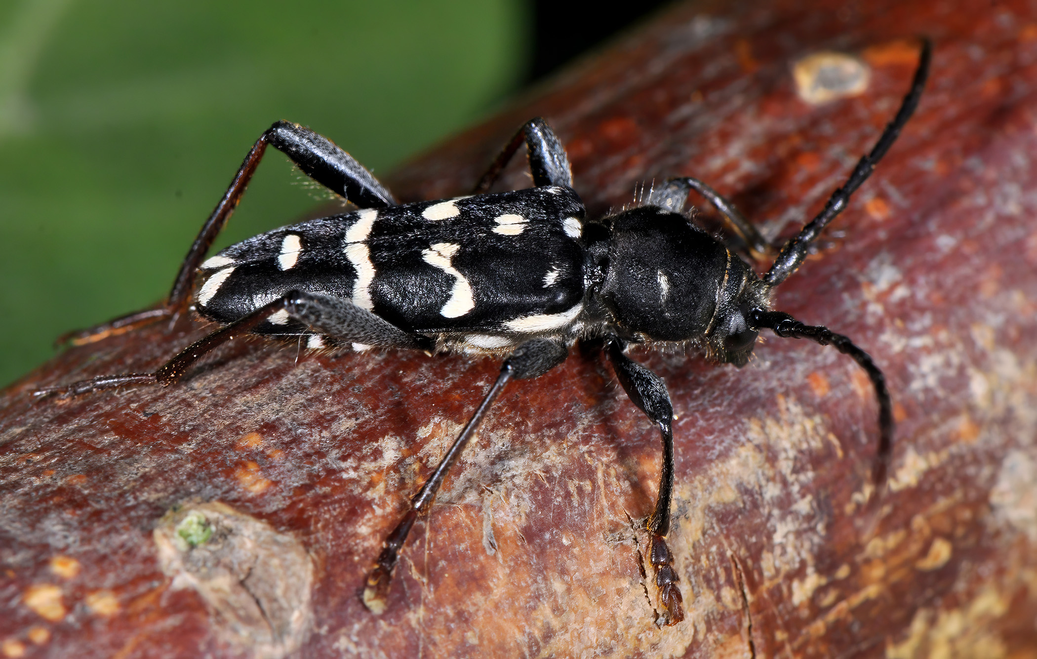 Plagionotus arcuatus multiinterruptus - male