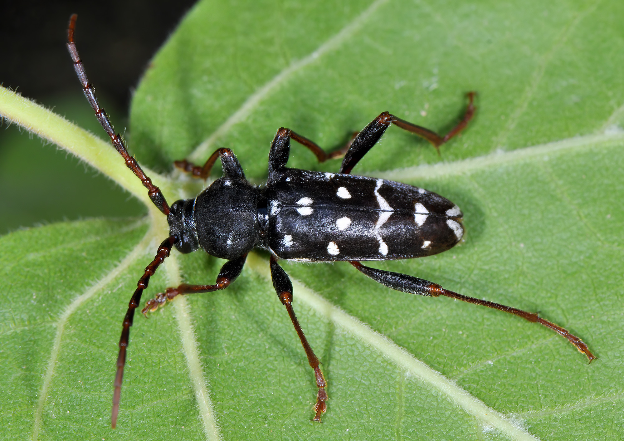 Plagionotus arcuatus multiinterruptus - male