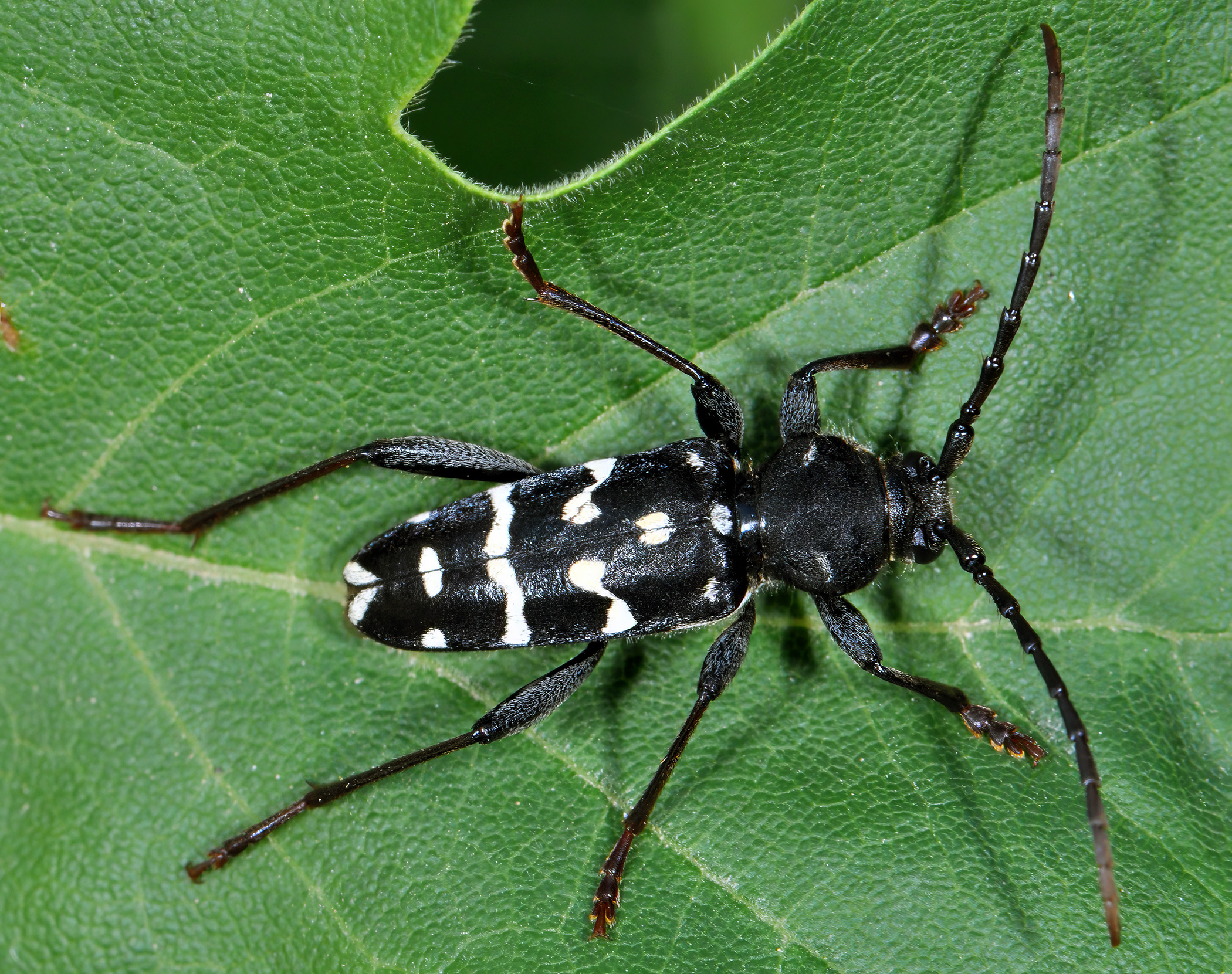 Plagionotus arcuatus multiinterruptus - male