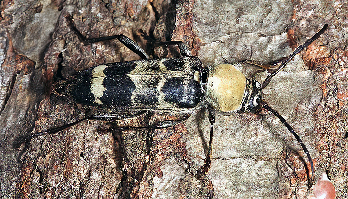 Plagionotus bartholomei