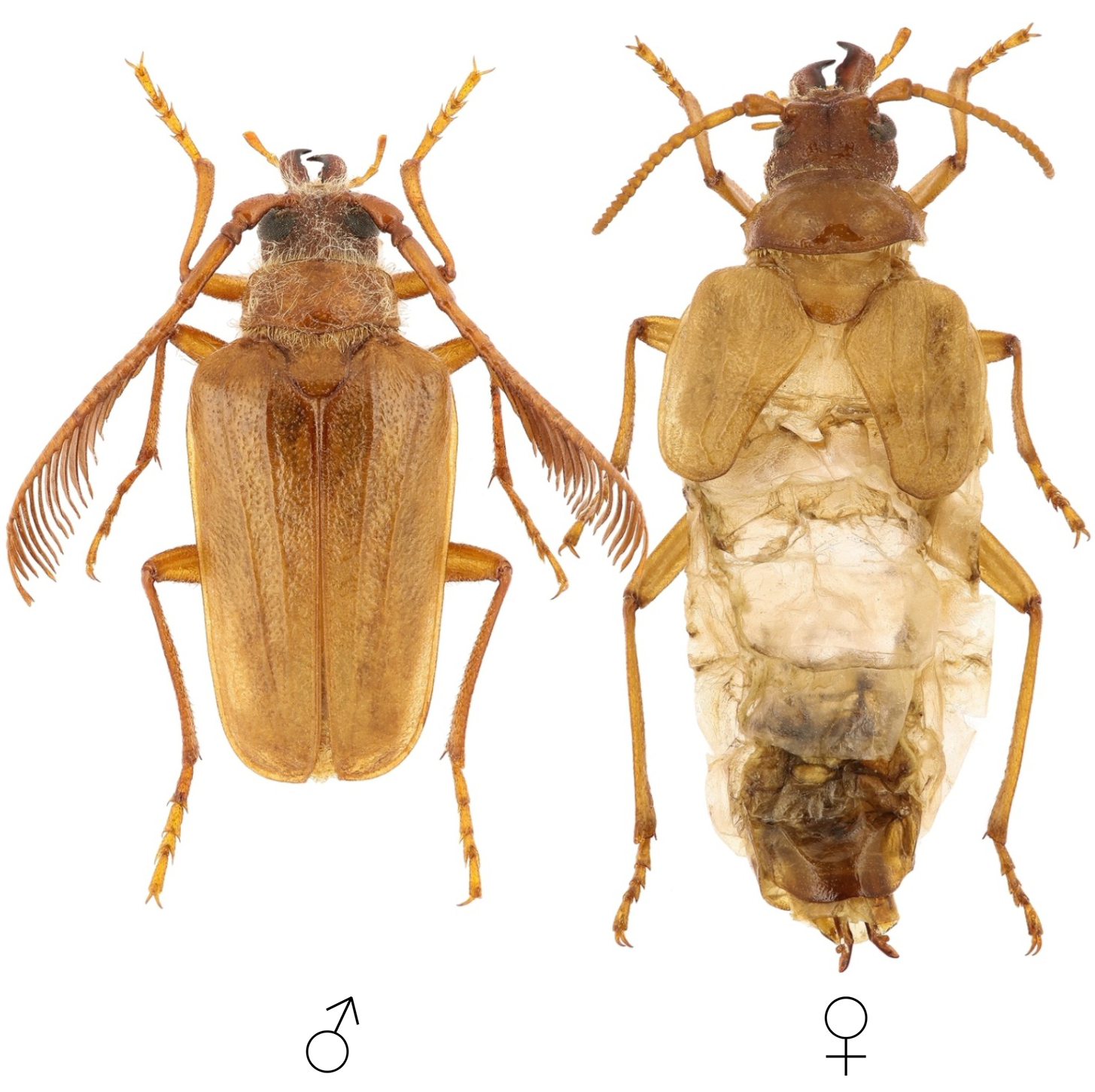 Pogonarthron tschitscherini brunnescens