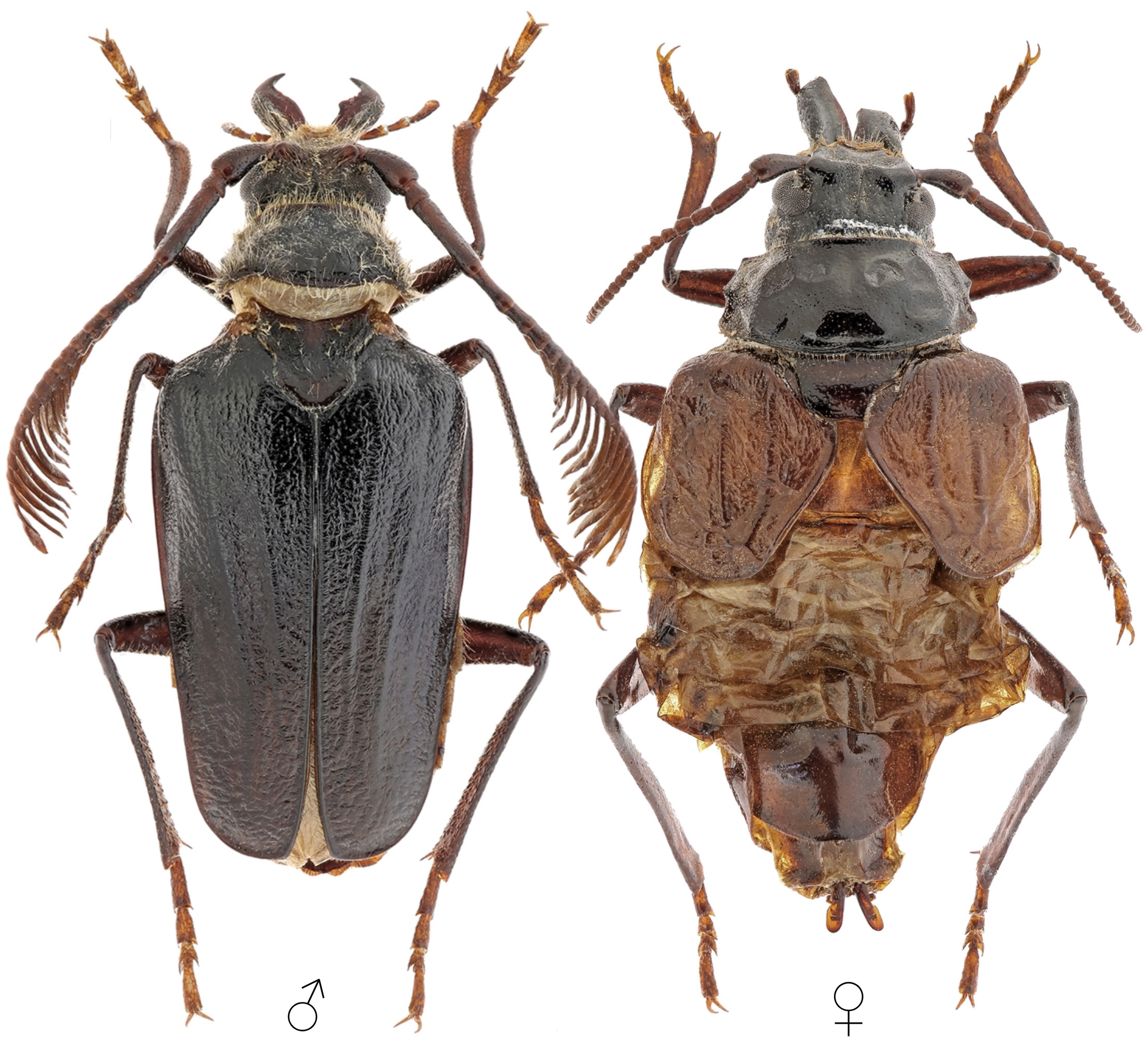 Pogonarthron tschitscherini tschitscherini