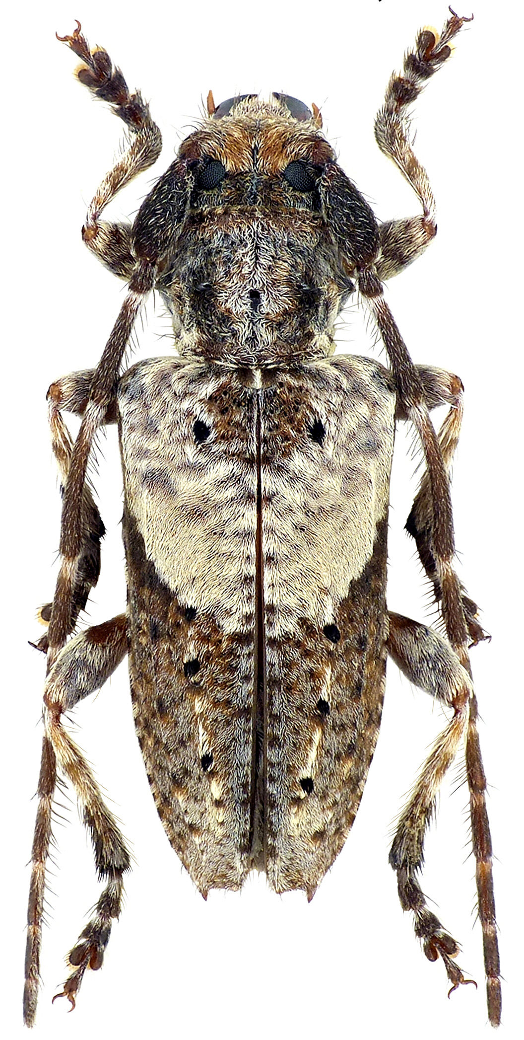 Pogonocherus anatolicus