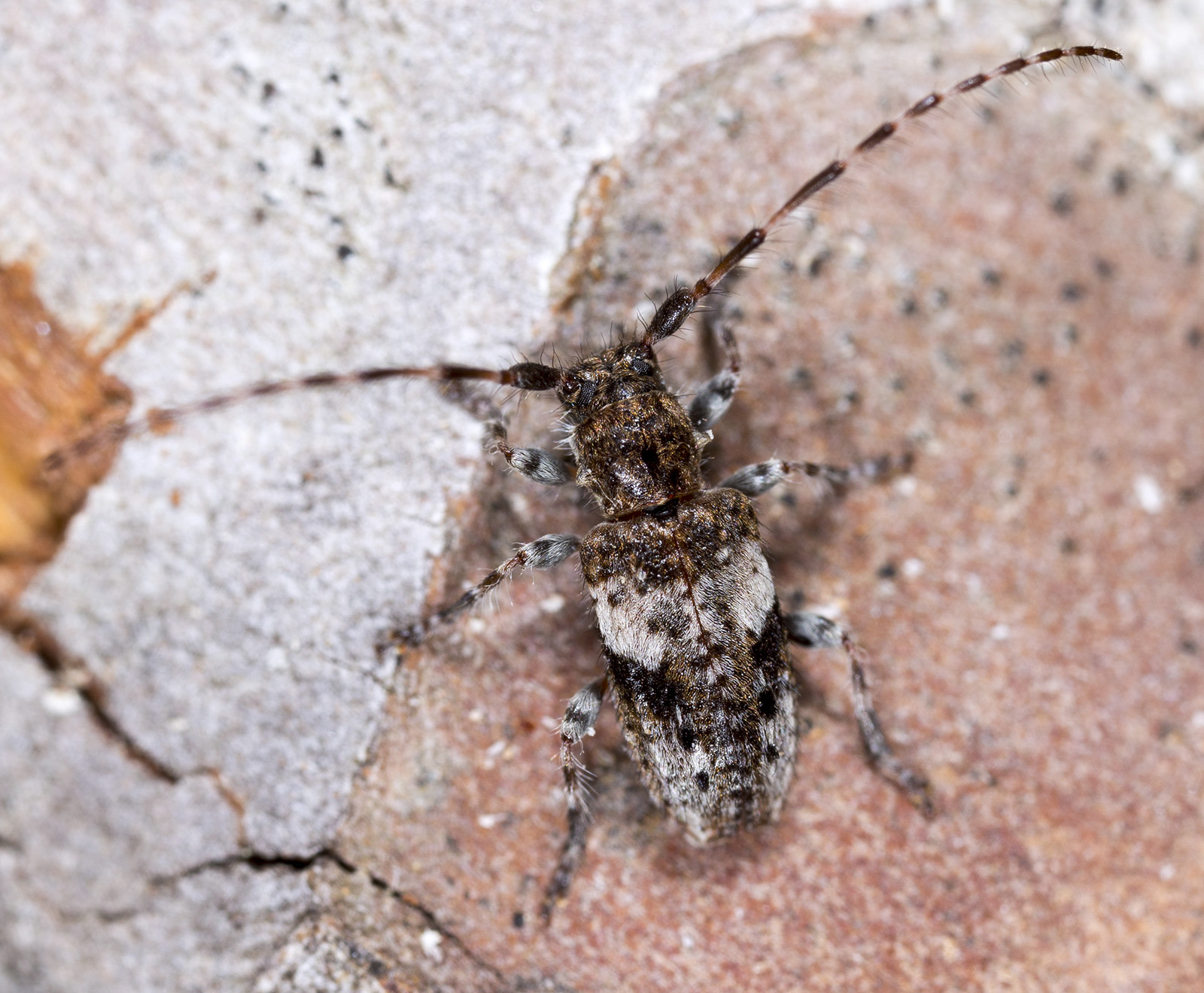 Pogonocherus decoratus