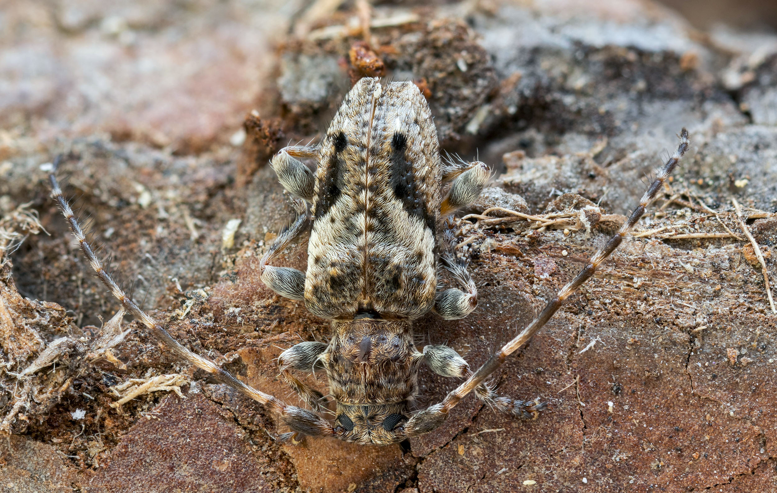 Pogonocherus decoratus