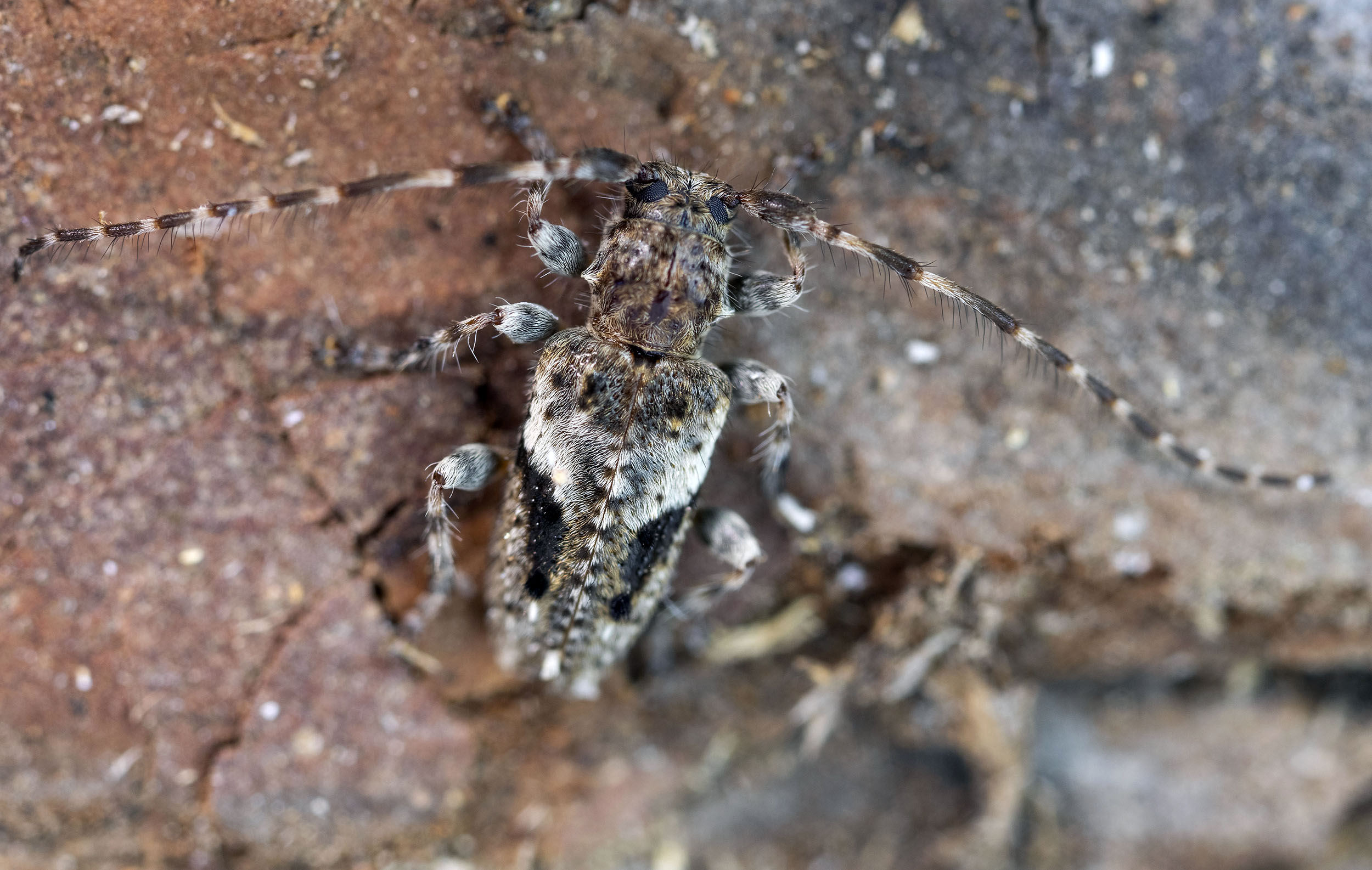 Pogonocherus decoratus