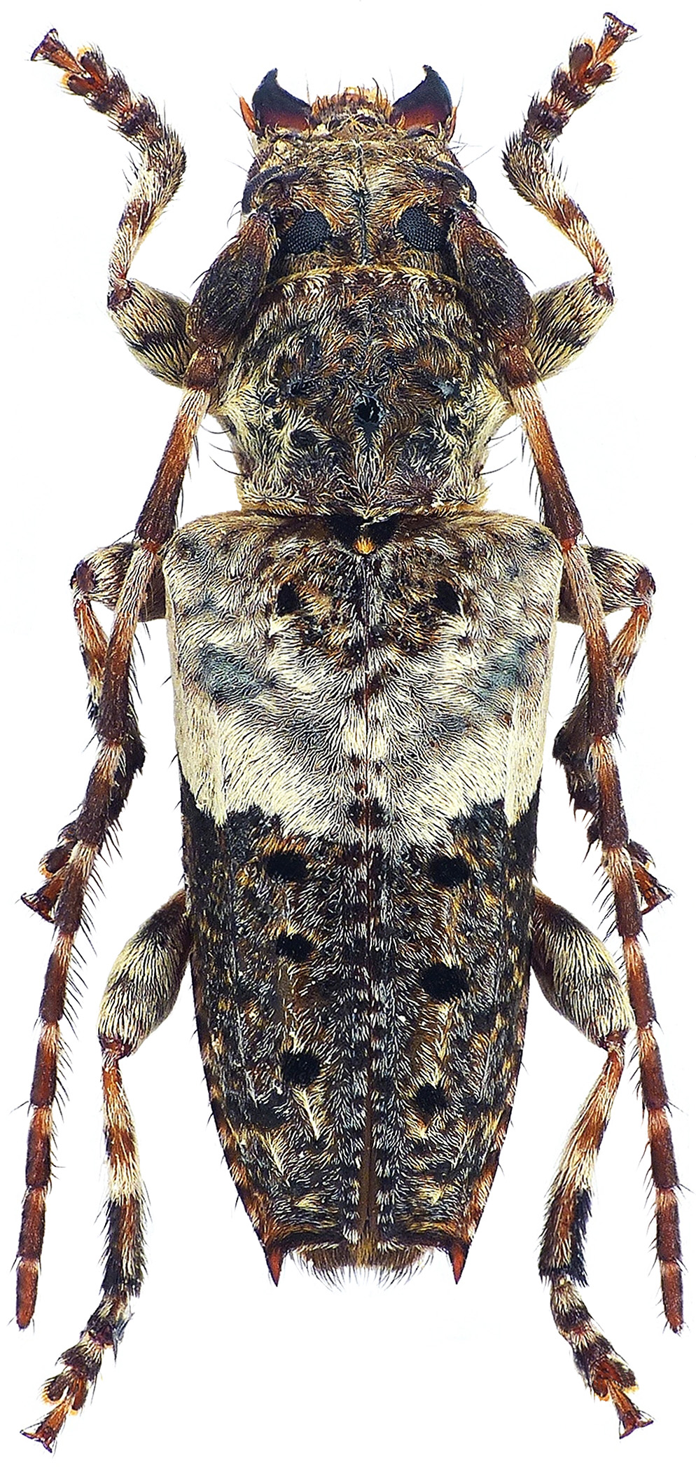 Pogonocherus eugeniae eugeniae