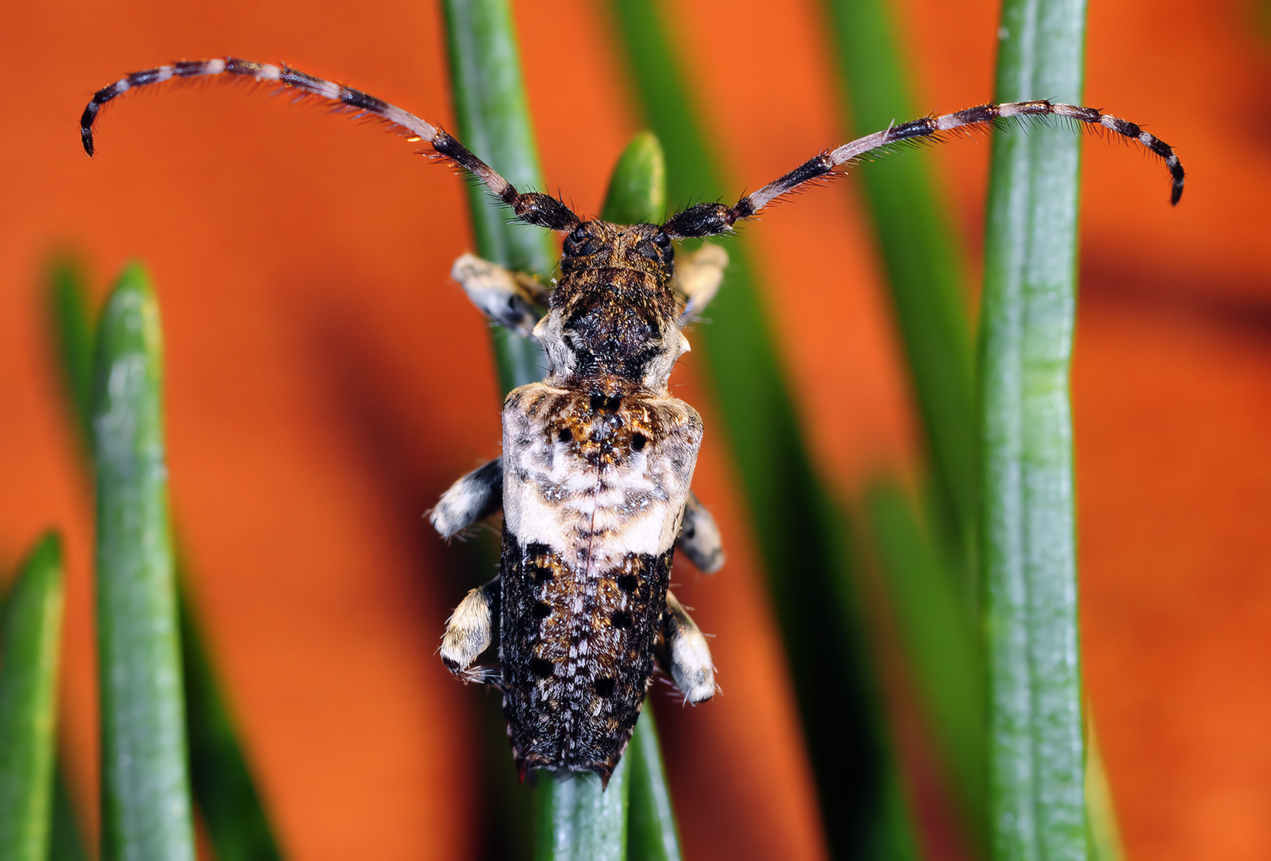 Pogonocherus eugeniae eugeniae