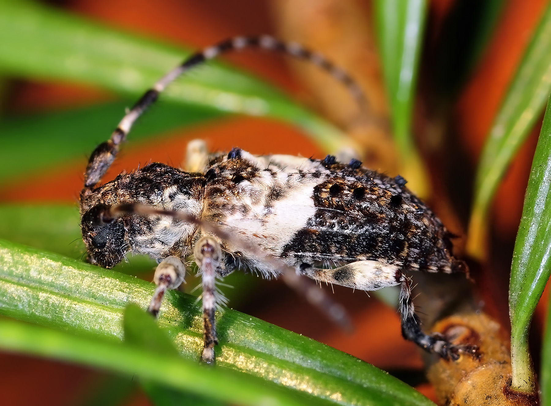 Pogonocherus eugeniae eugeniae