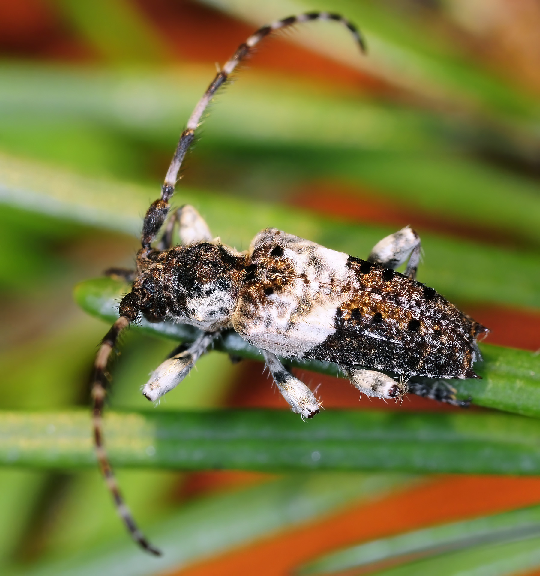 Pogonocherus eugeniae eugeniae