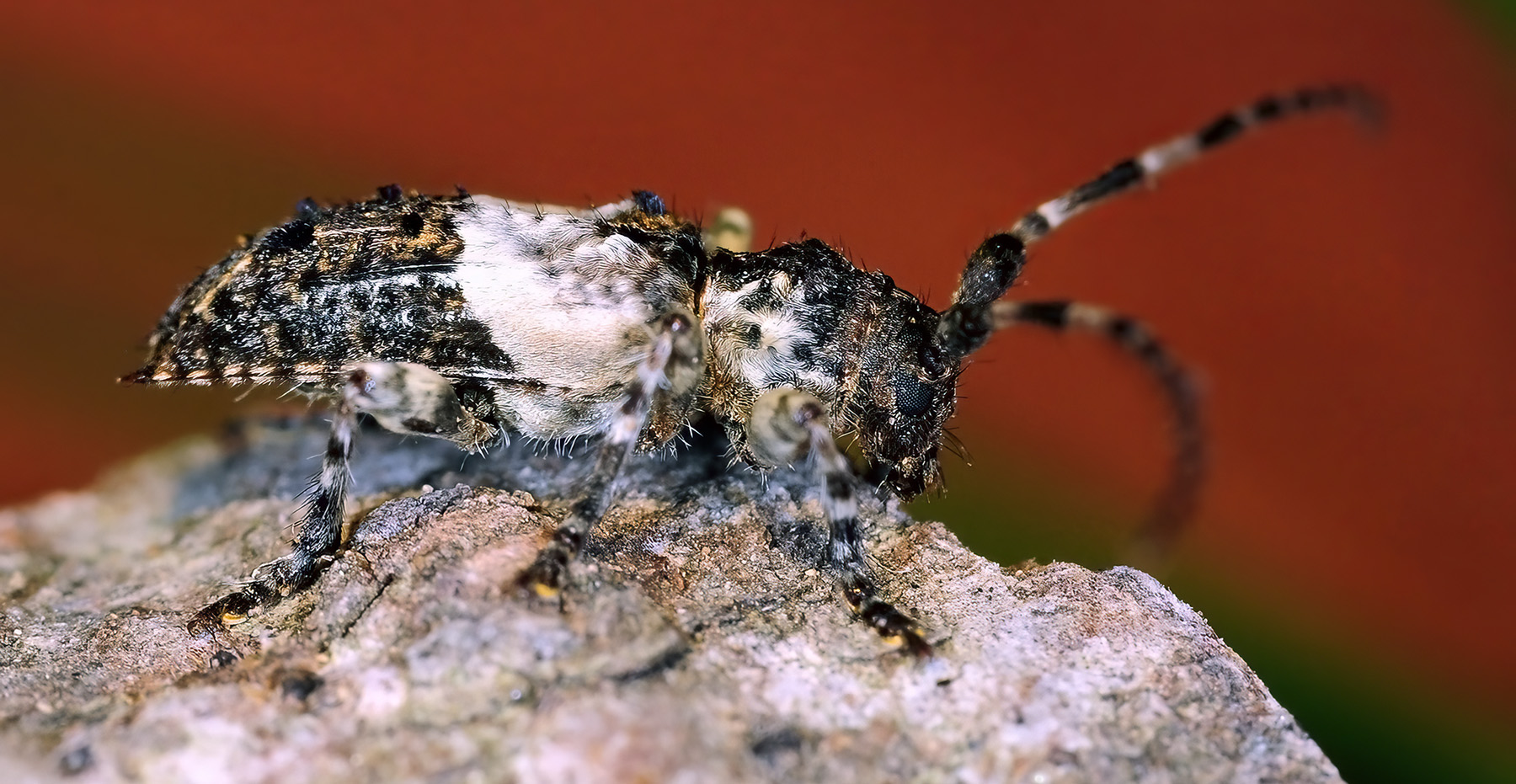 Pogonocherus eugeniae eugeniae