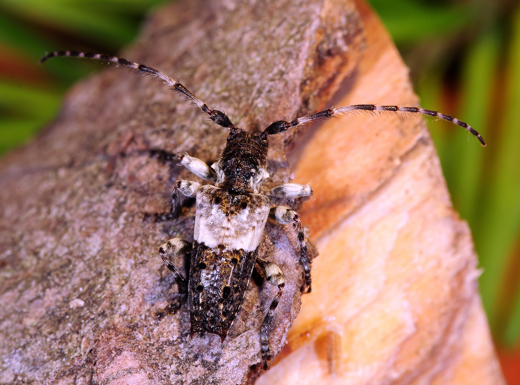 Pogonocherus eugeniae eugeniae