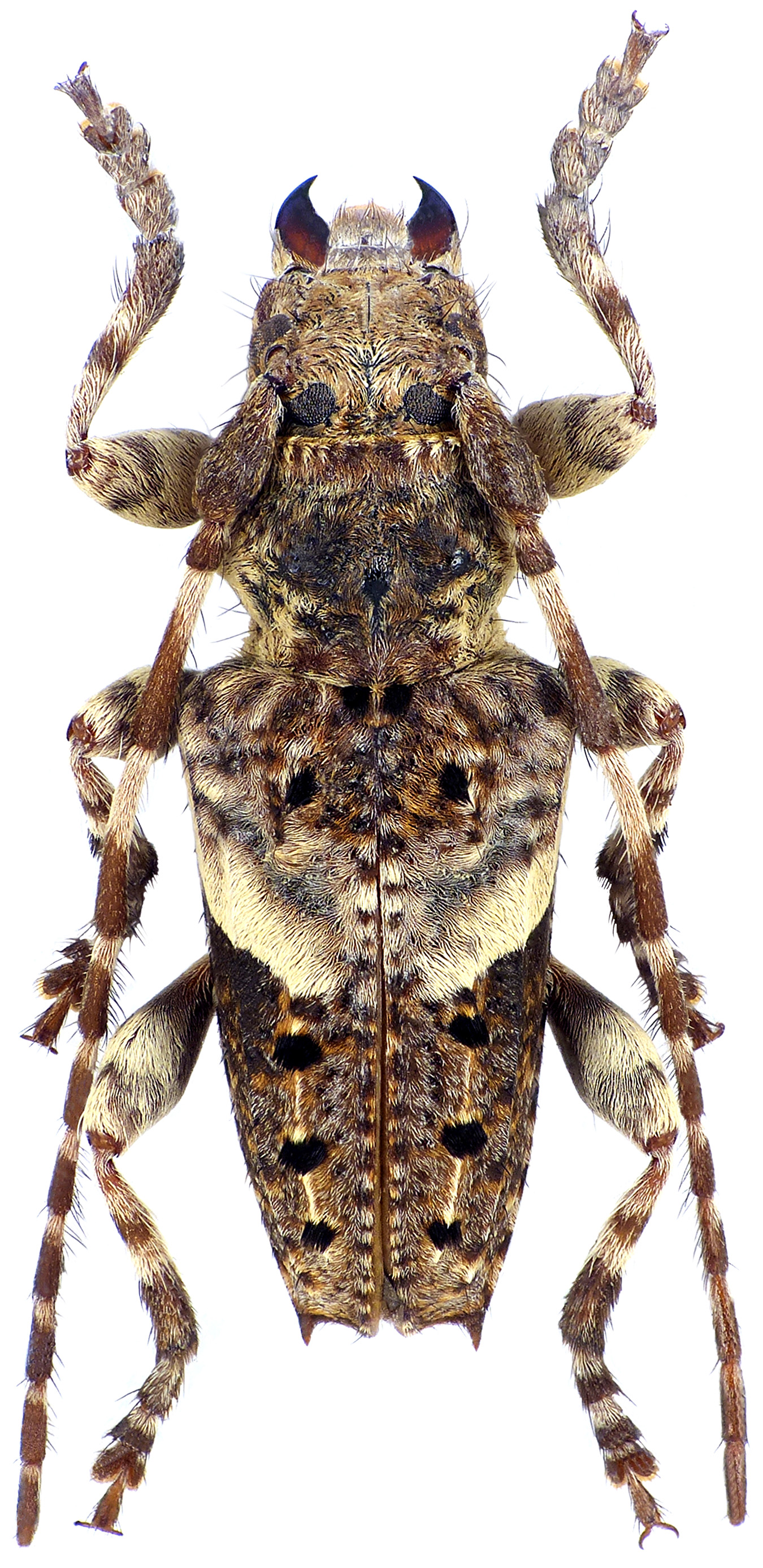 Pogonocherus eugeniae taygetanus