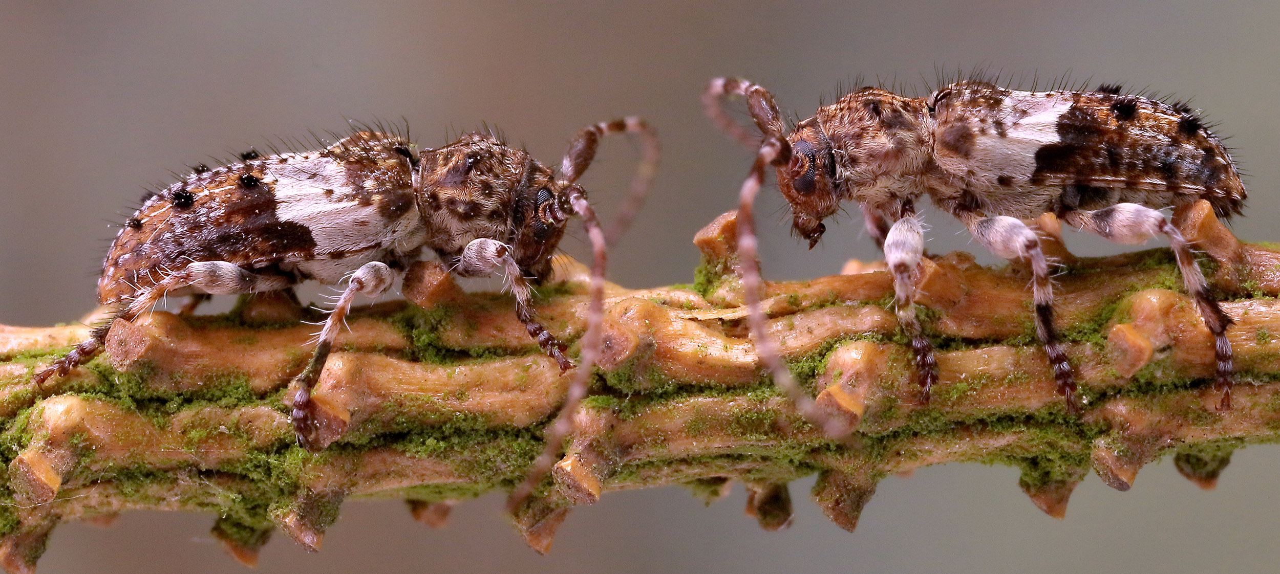 Pogonocherus fasciculatus fasciculatus