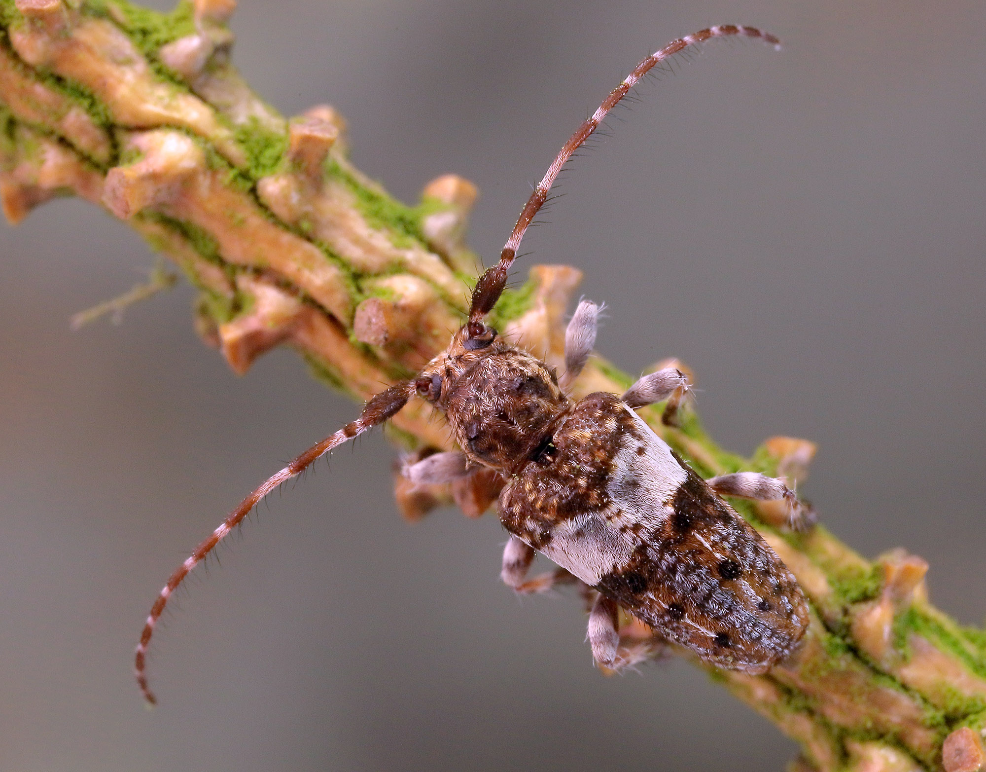 Pogonocherus fasciculatus fasciculatus