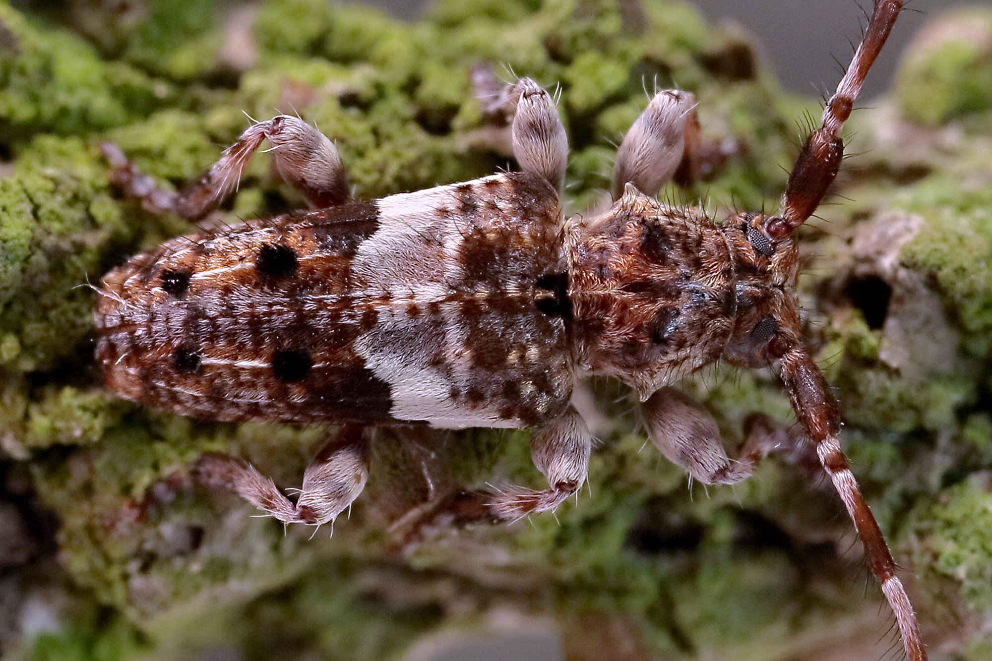 Pogonocherus fasciculatus fasciculatus