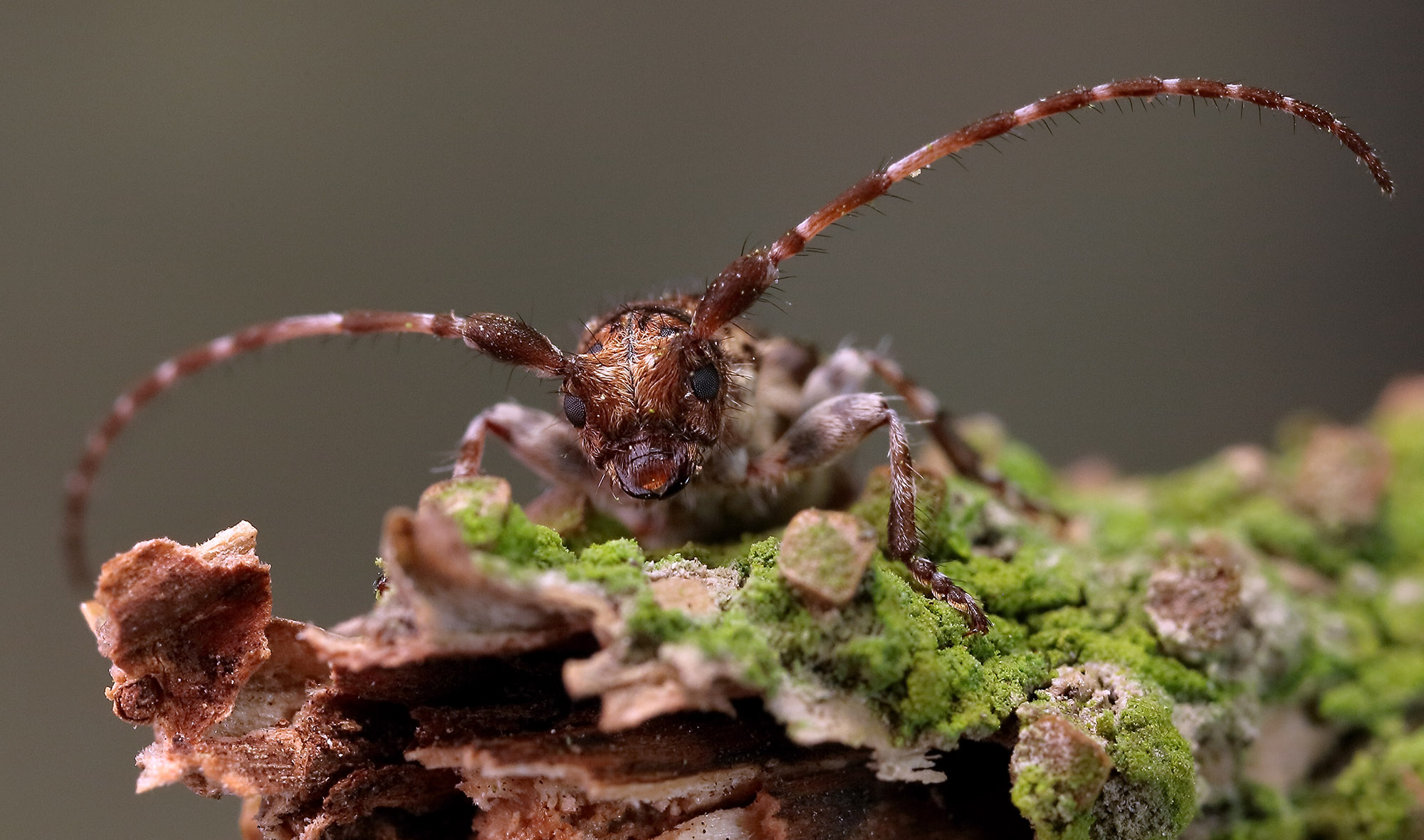 Pogonocherus fasciculatus fasciculatus