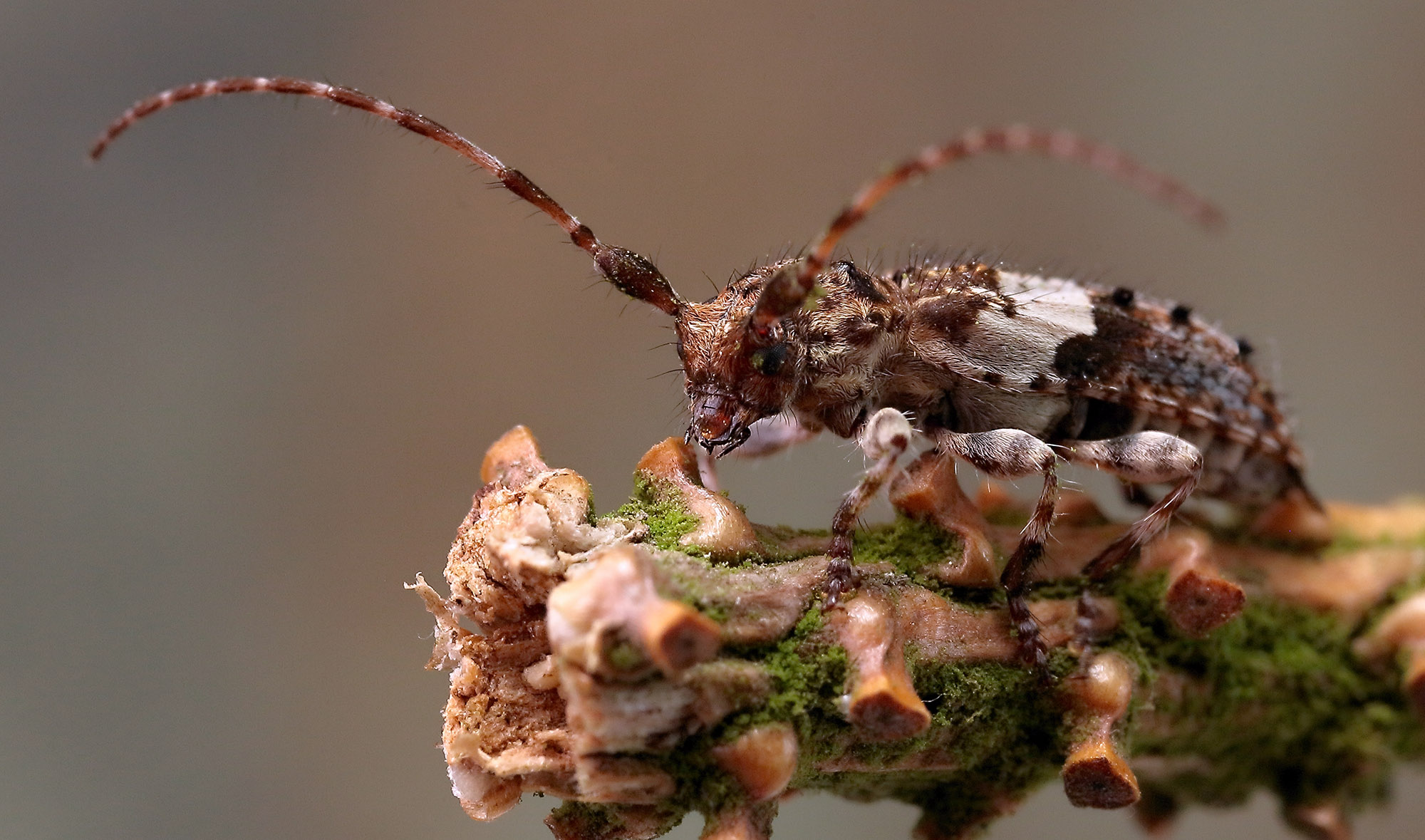 Pogonocherus fasciculatus fasciculatus