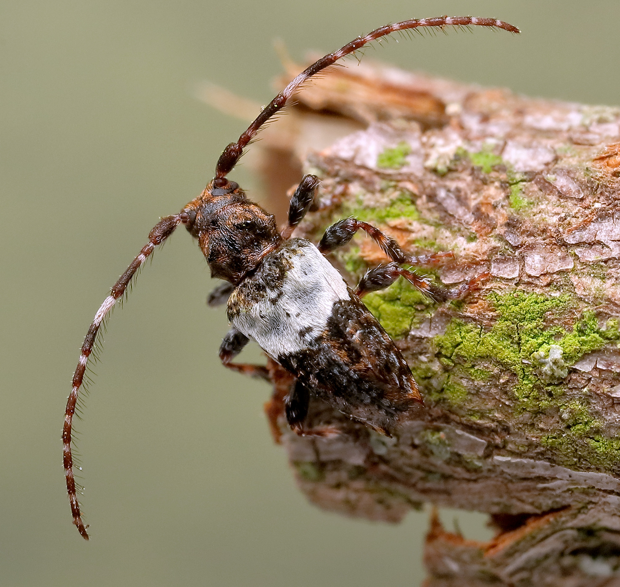 Pogonocherus hispidulus