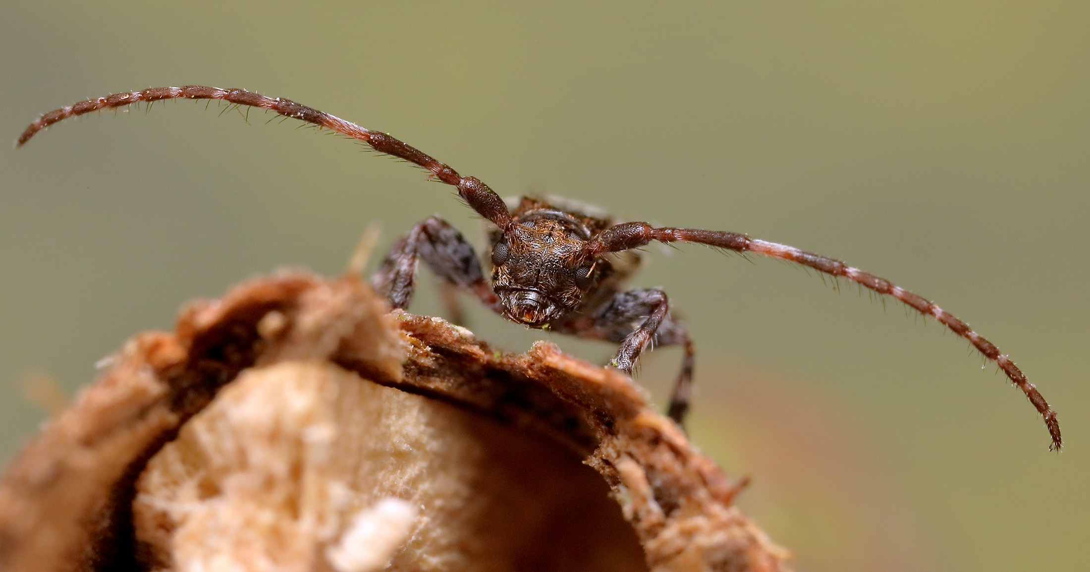 Pogonocherus hispidulus