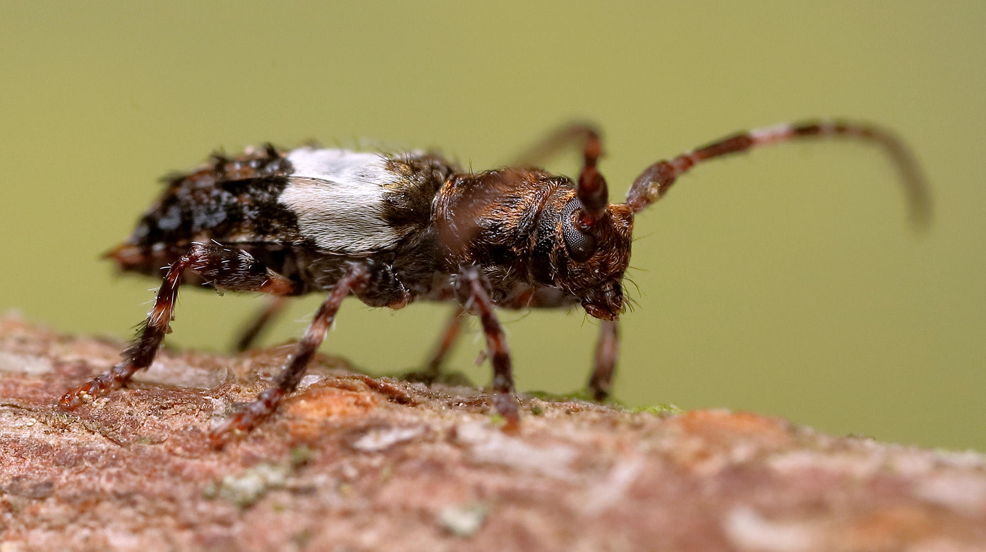 Pogonocherus hispidulus