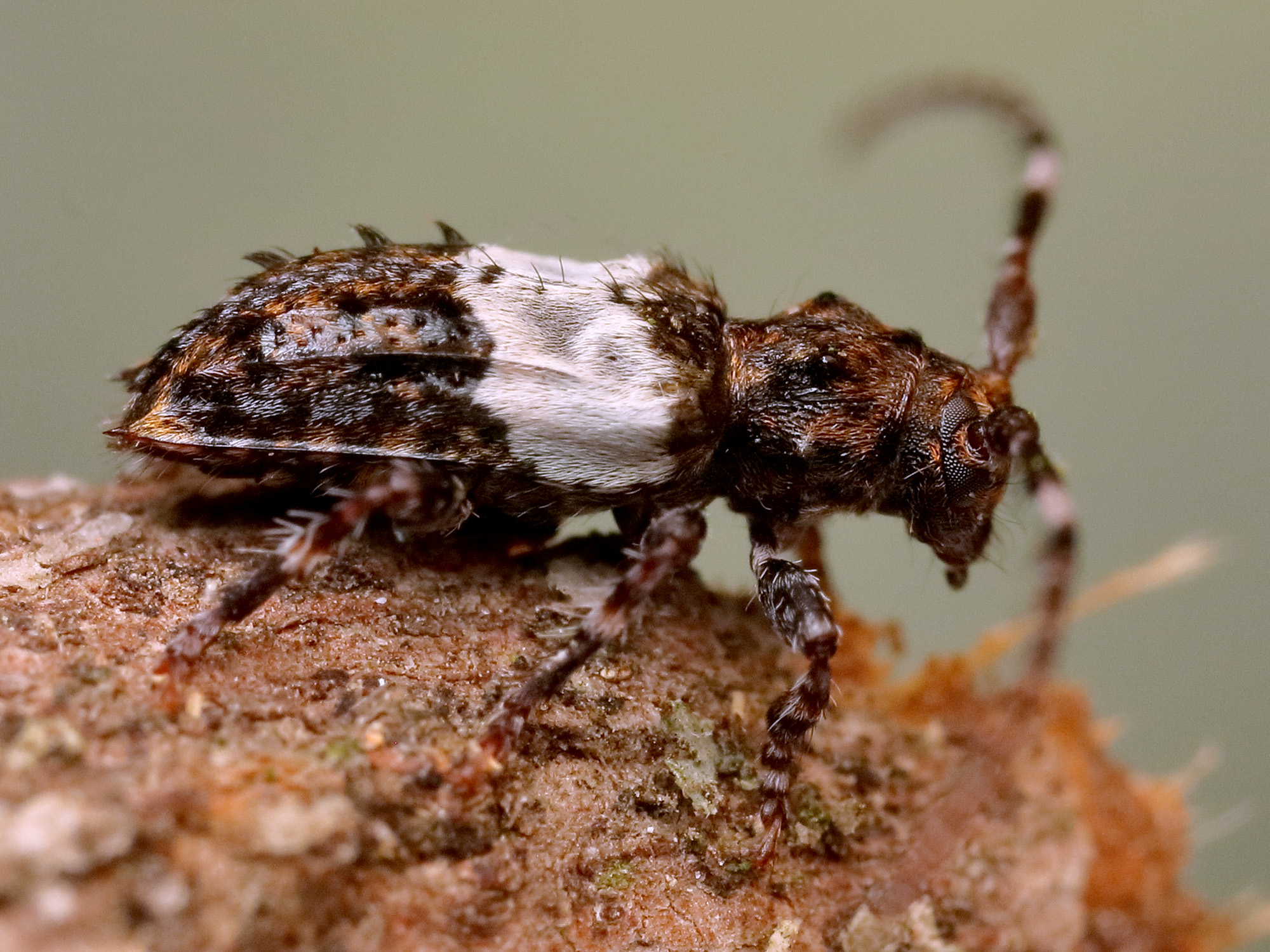 Pogonocherus hispidulus