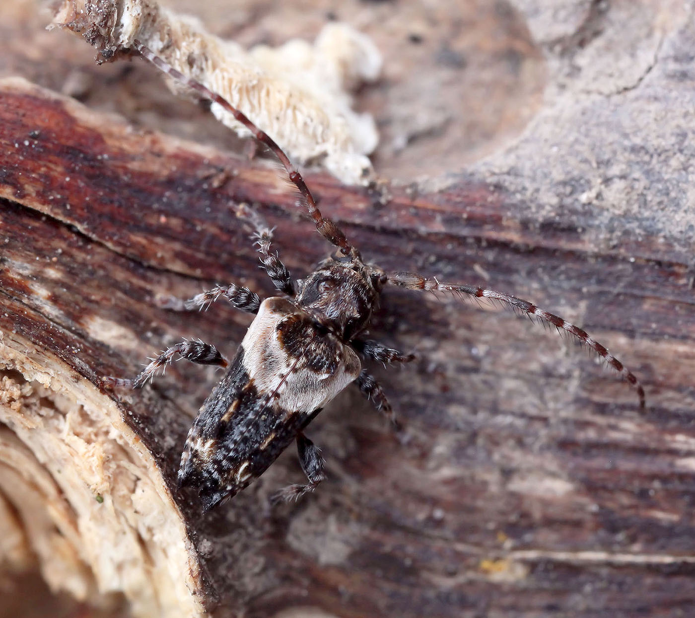 Pogonocherus hispidus