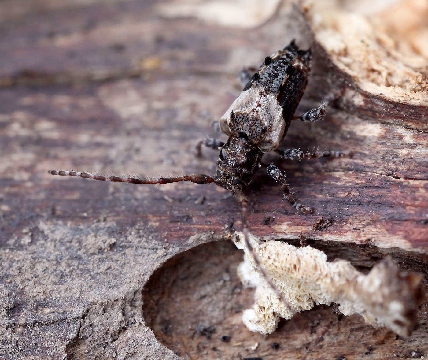 Pogonocherus hispidus