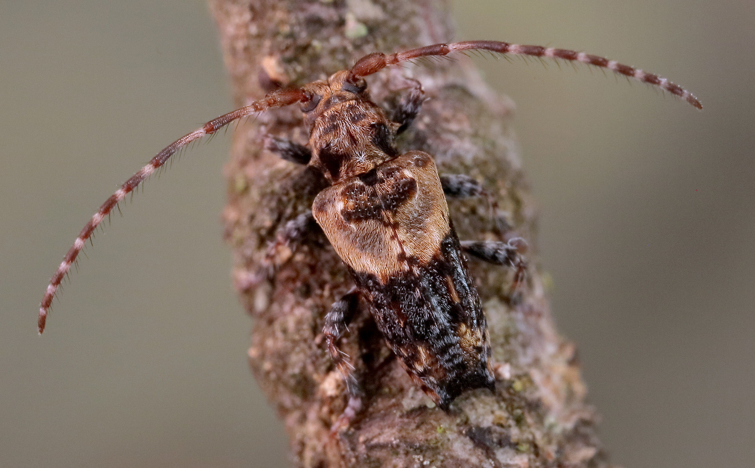 Pogonocherus hispidus