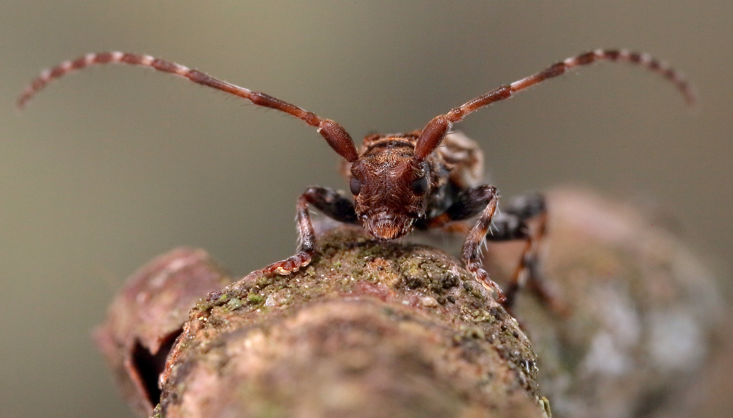 Pogonocherus hispidus