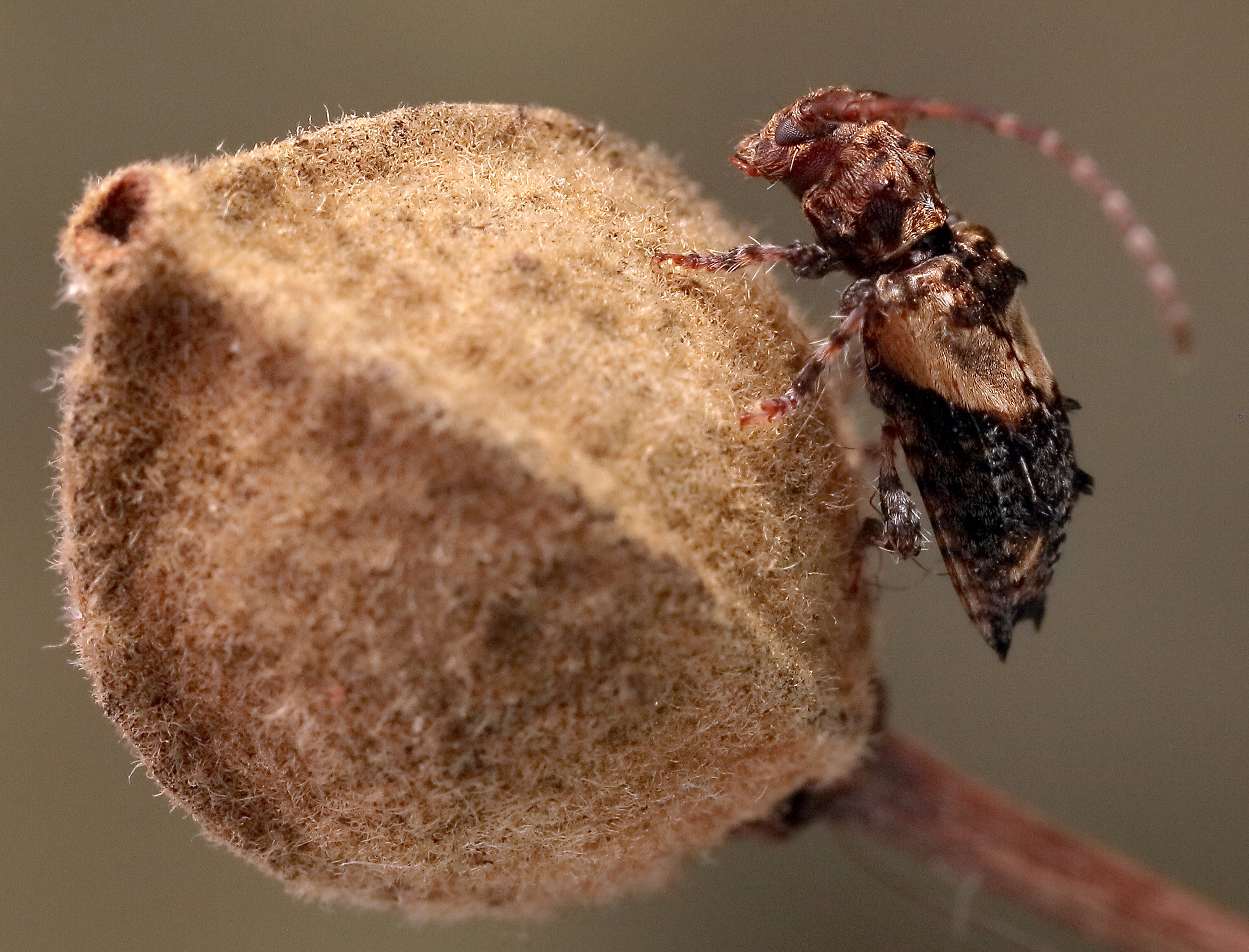 Pogonocherus hispidus