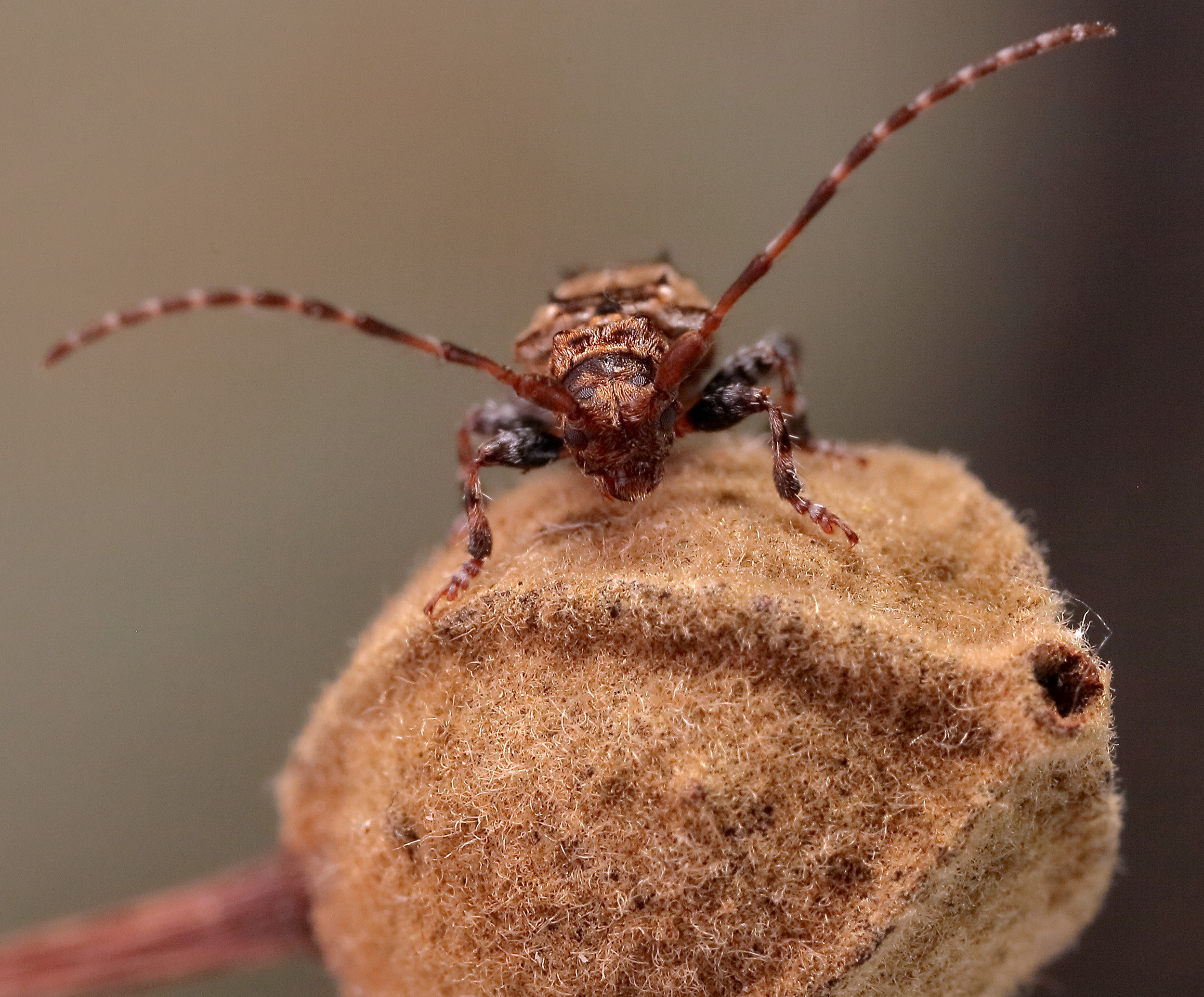 Pogonocherus hispidus