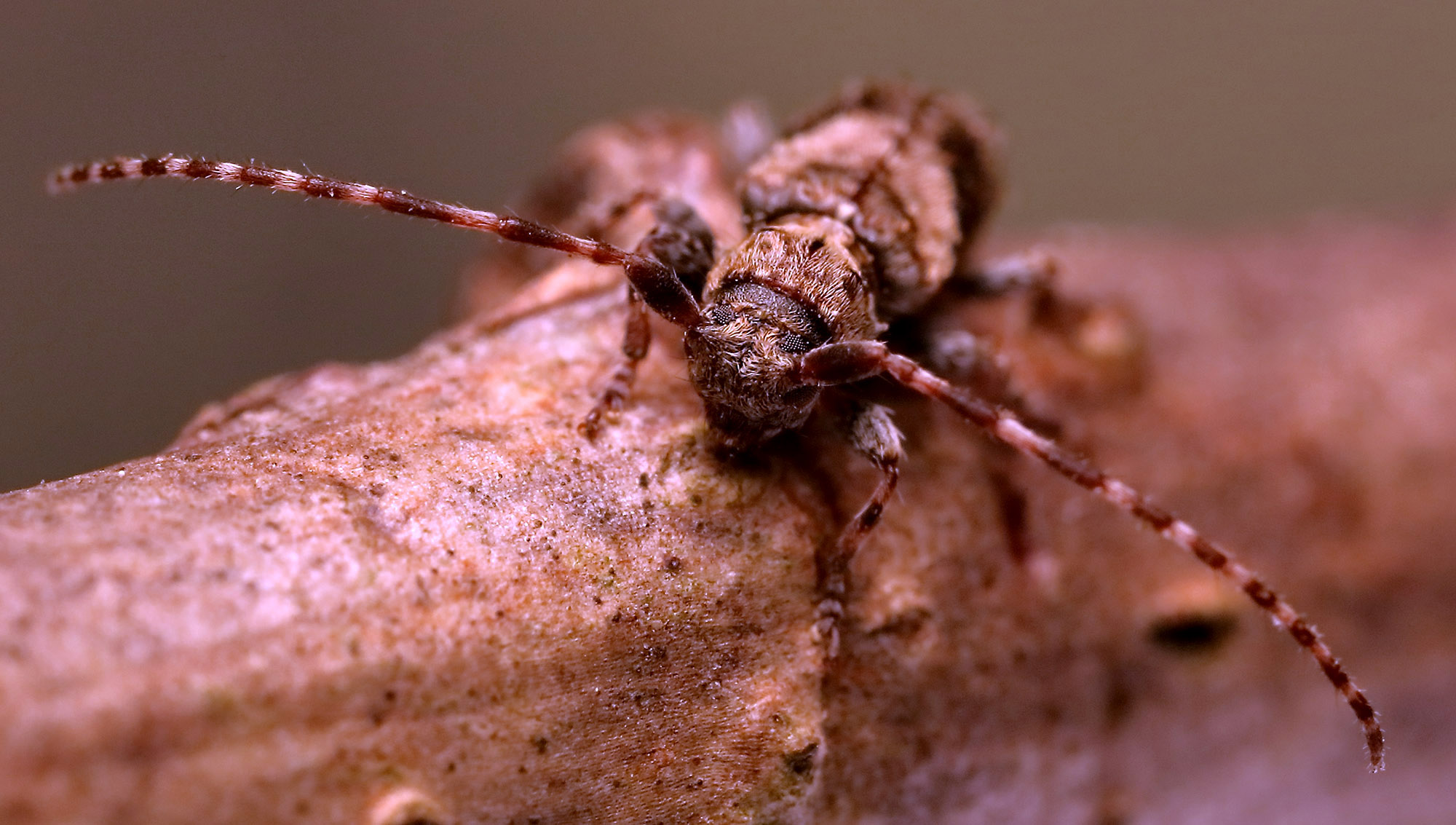 Pogonocherus ovatus