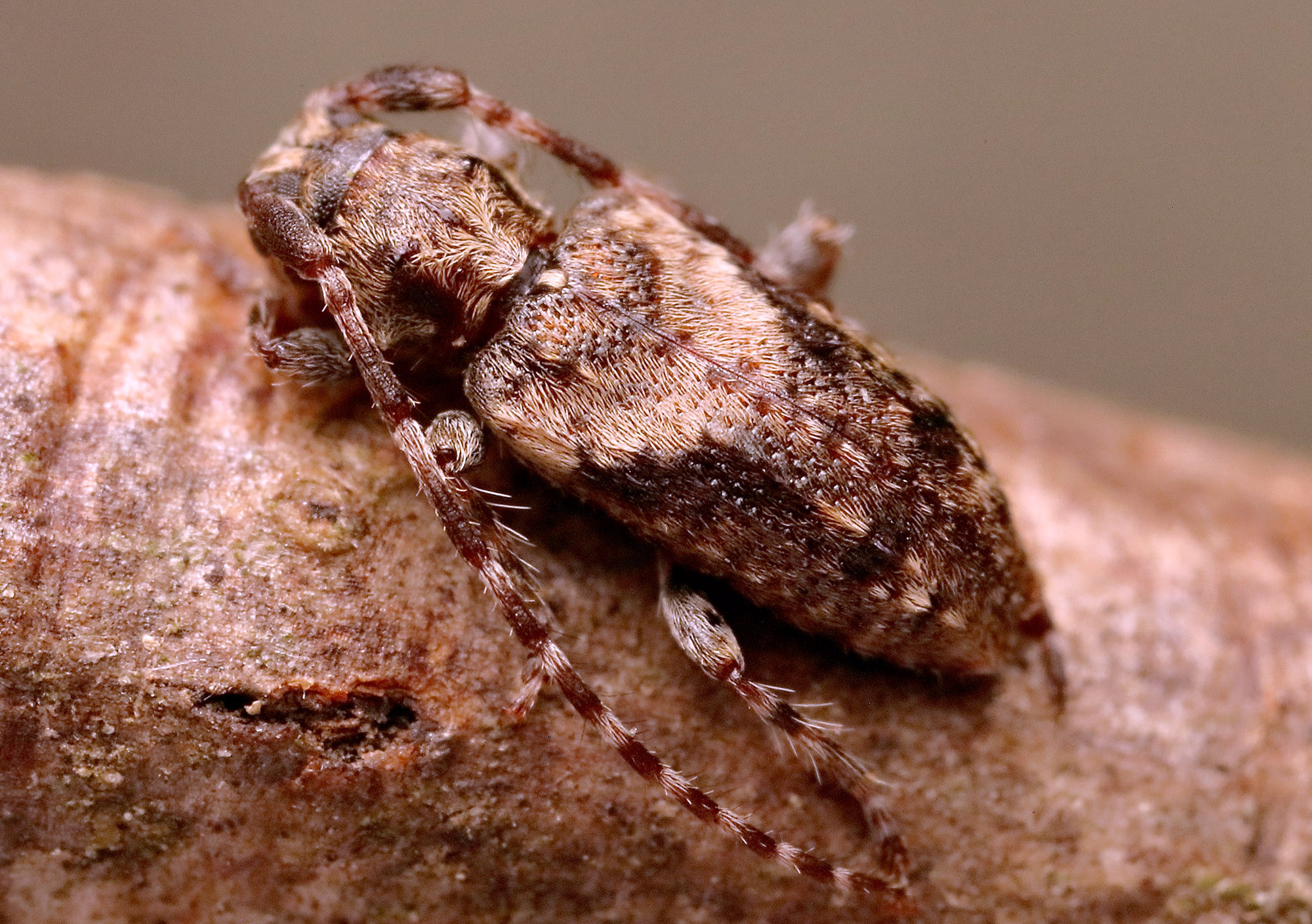 Pogonocherus ovatus