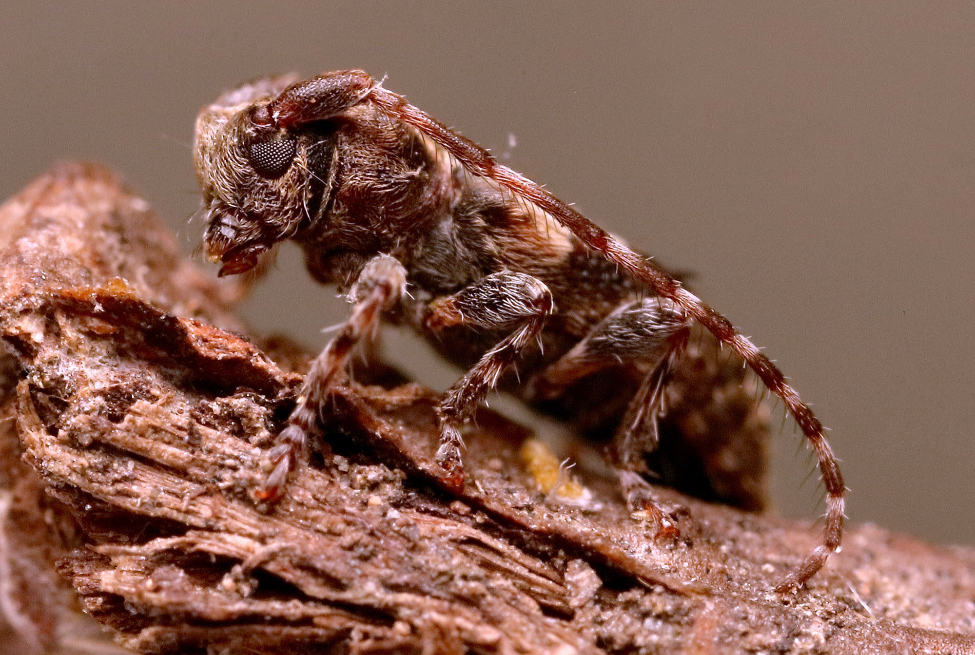 Pogonocherus ovatus