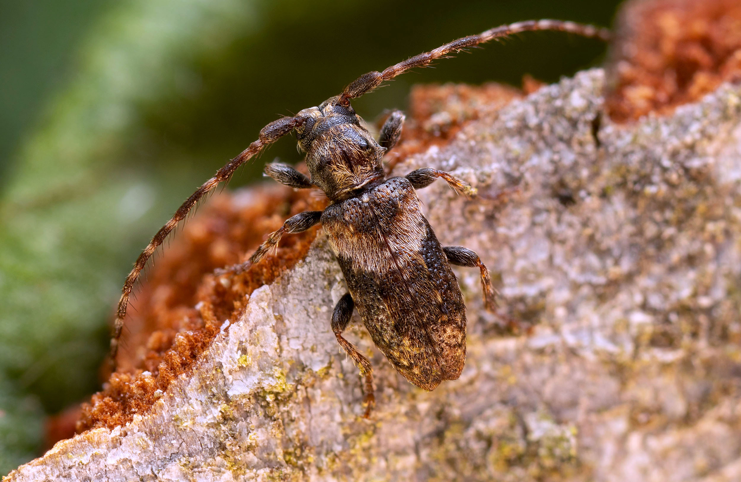 Pogonocherus ovatus