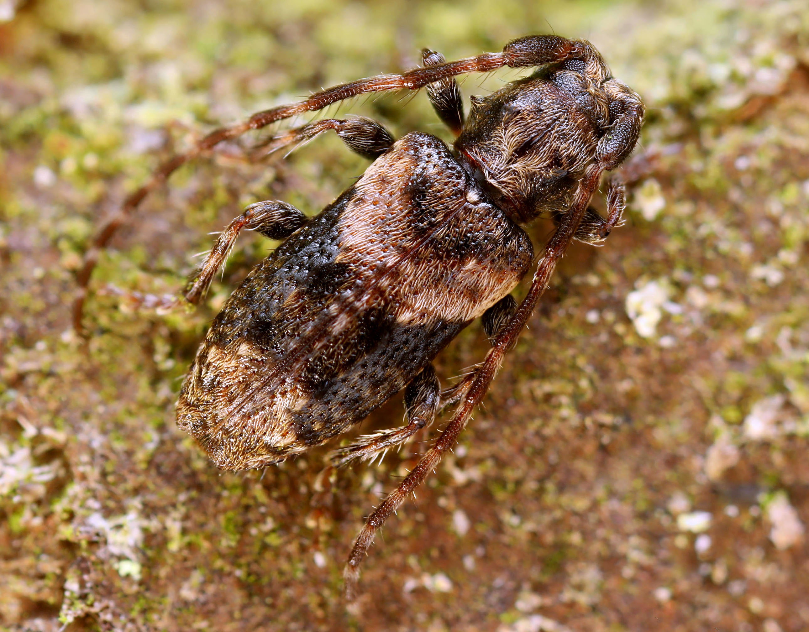 Pogonocherus ovatus