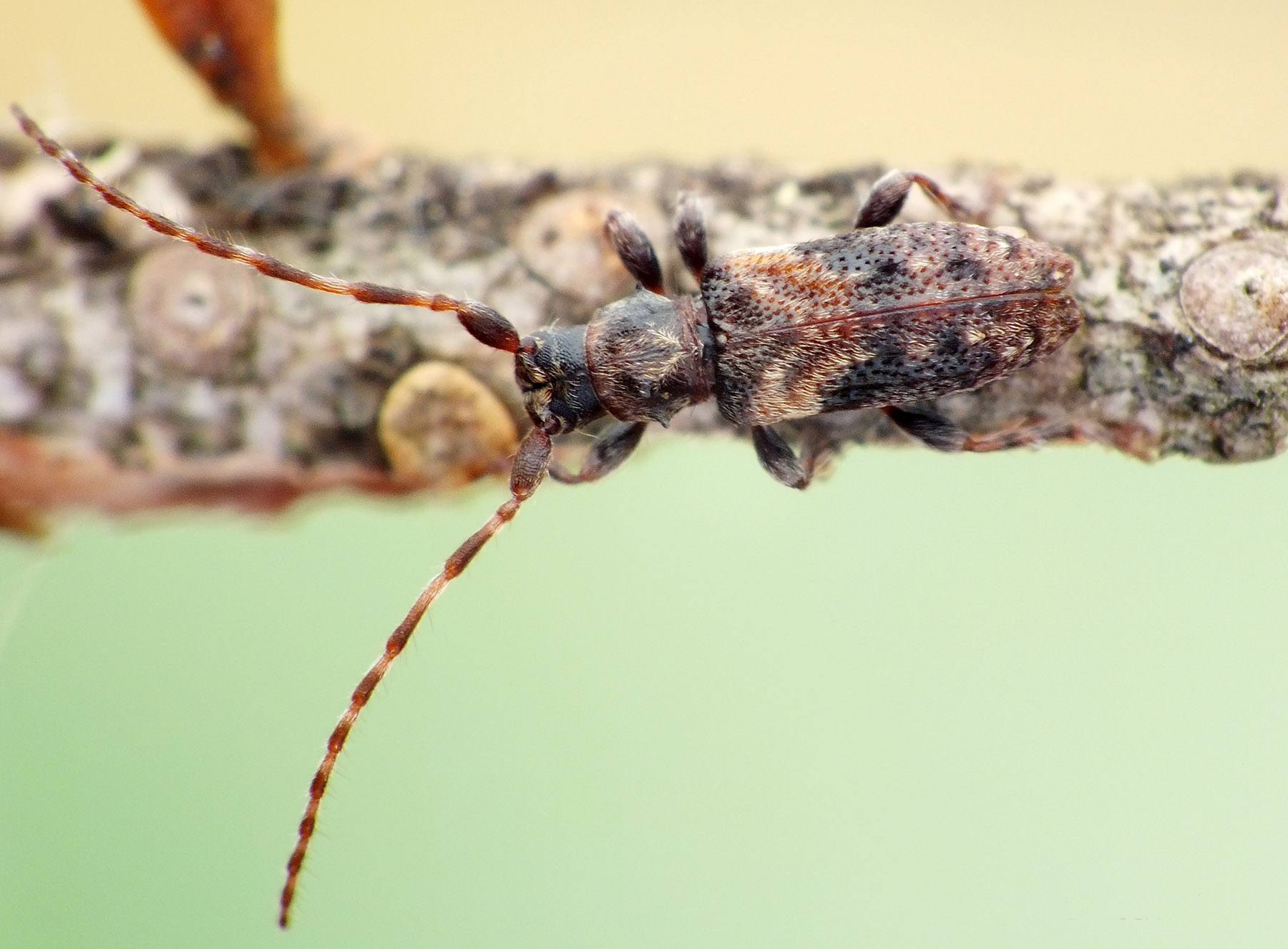 Pogonocherus ovatus