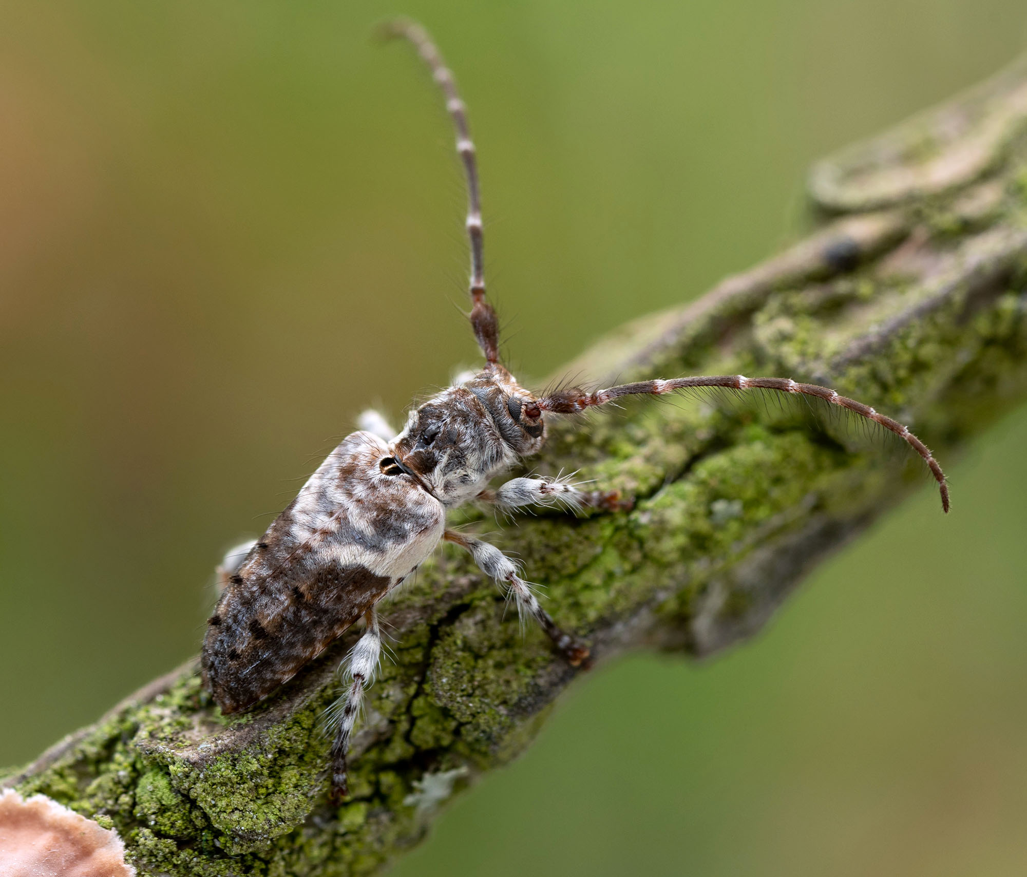 Pogonocherus perroudi perroudi