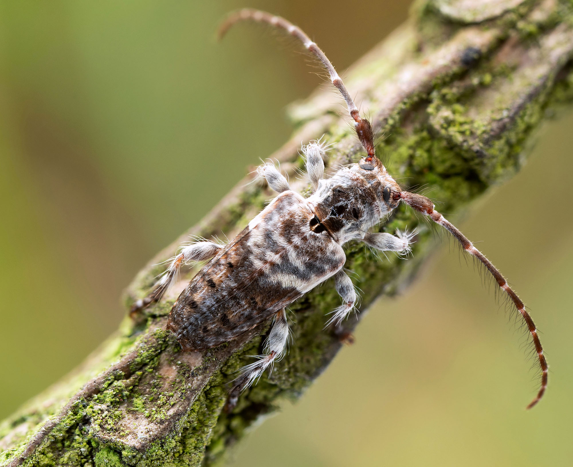 Pogonocherus perroudi perroudi