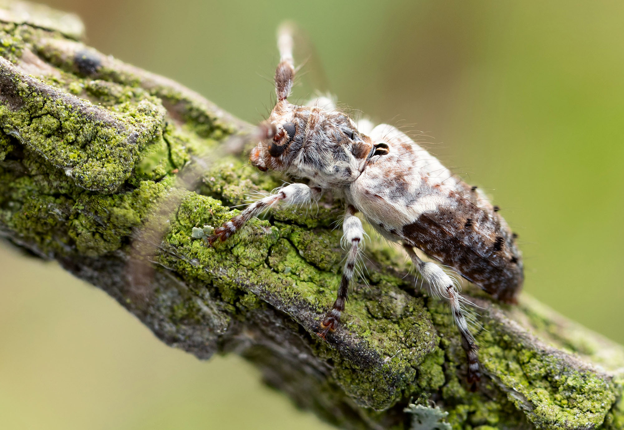 Pogonocherus perroudi perroudi