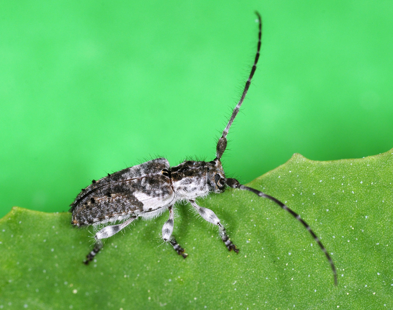 Pogonocherus perroudi perroudi